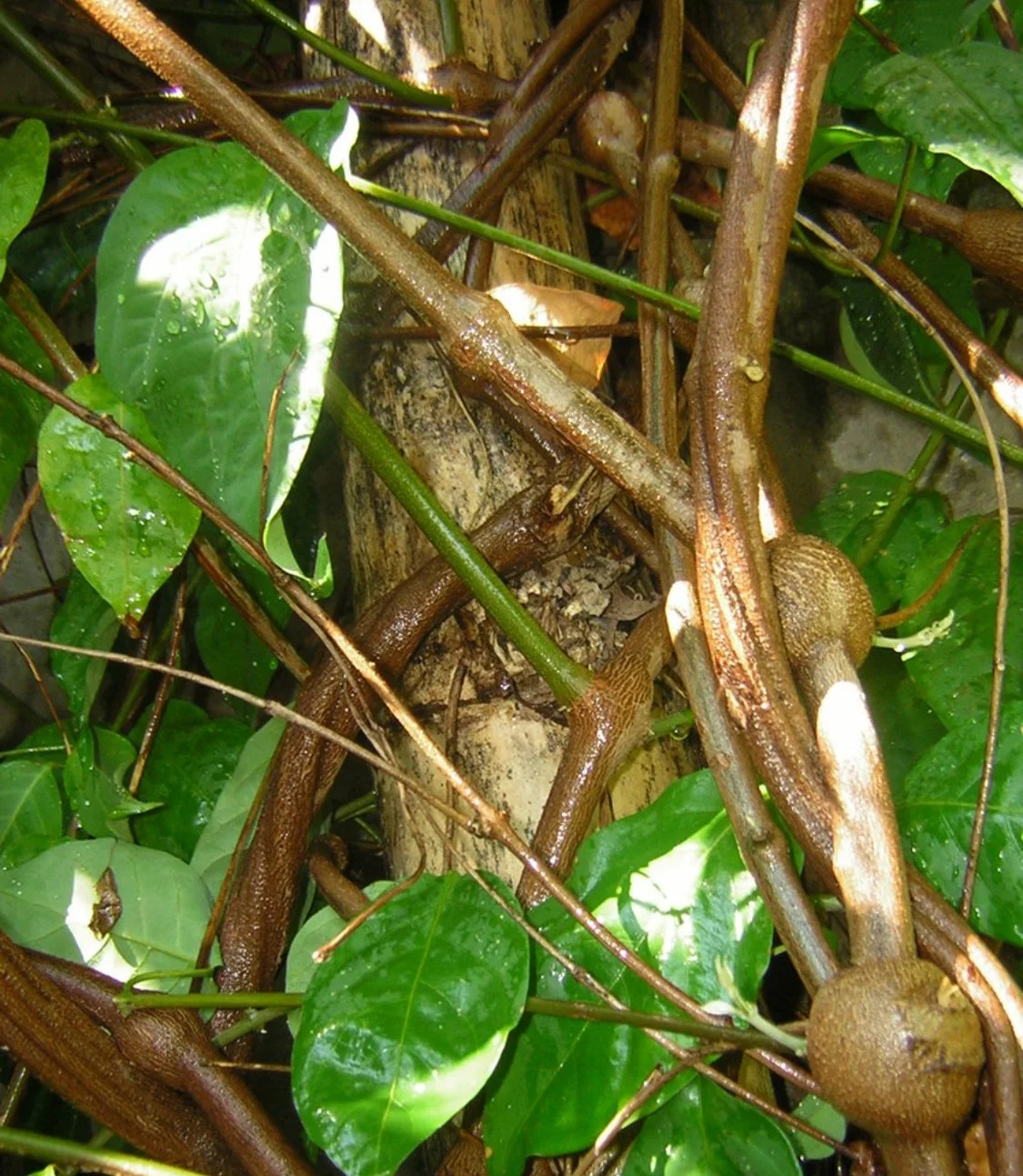 cappi pic.jpg