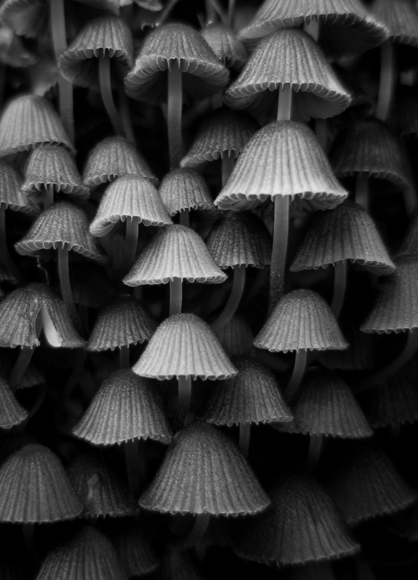 104015454_1731501343685617_4013570914613144236_n.jpg