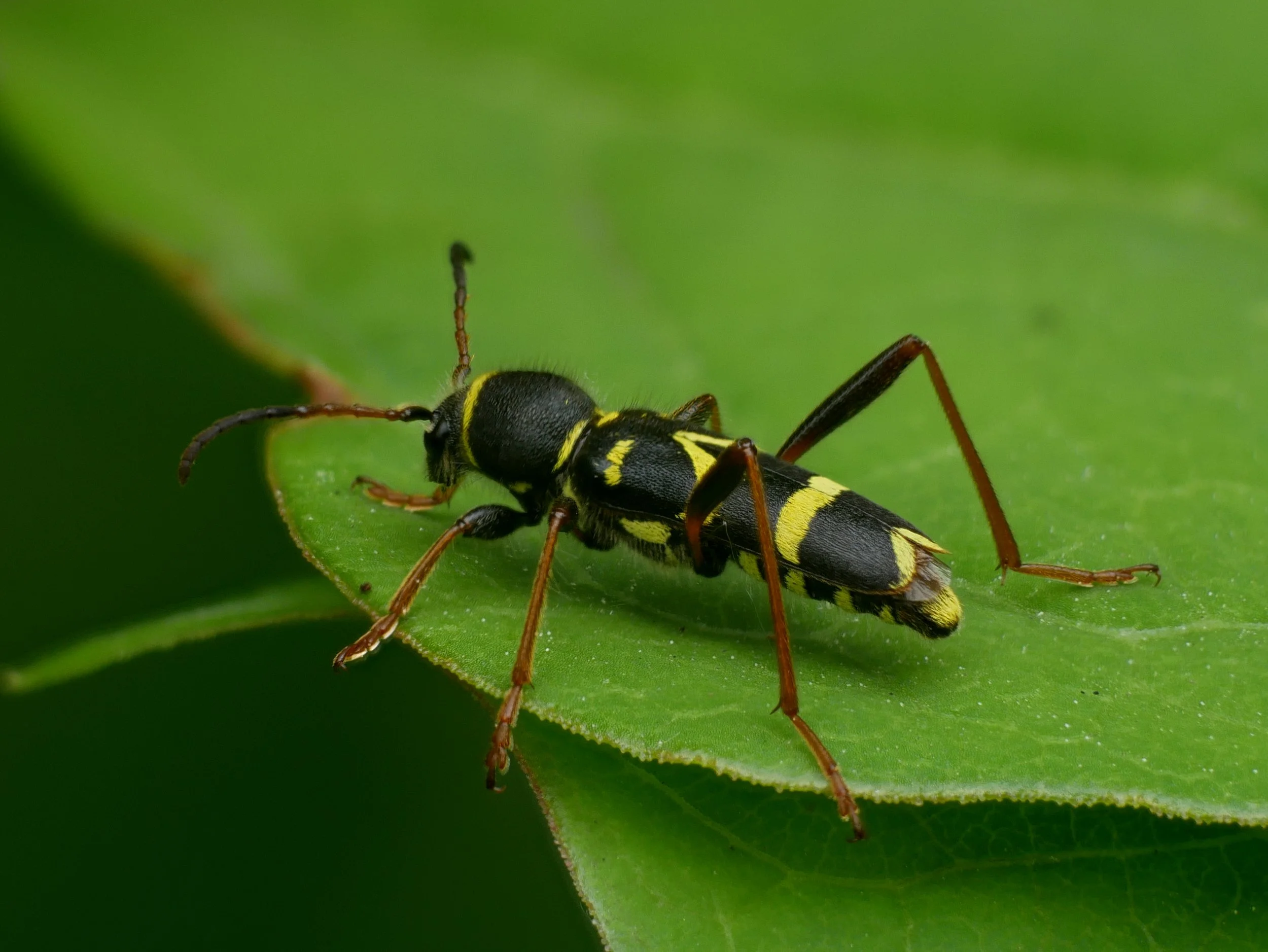 Talk Insect life cycles and life styles