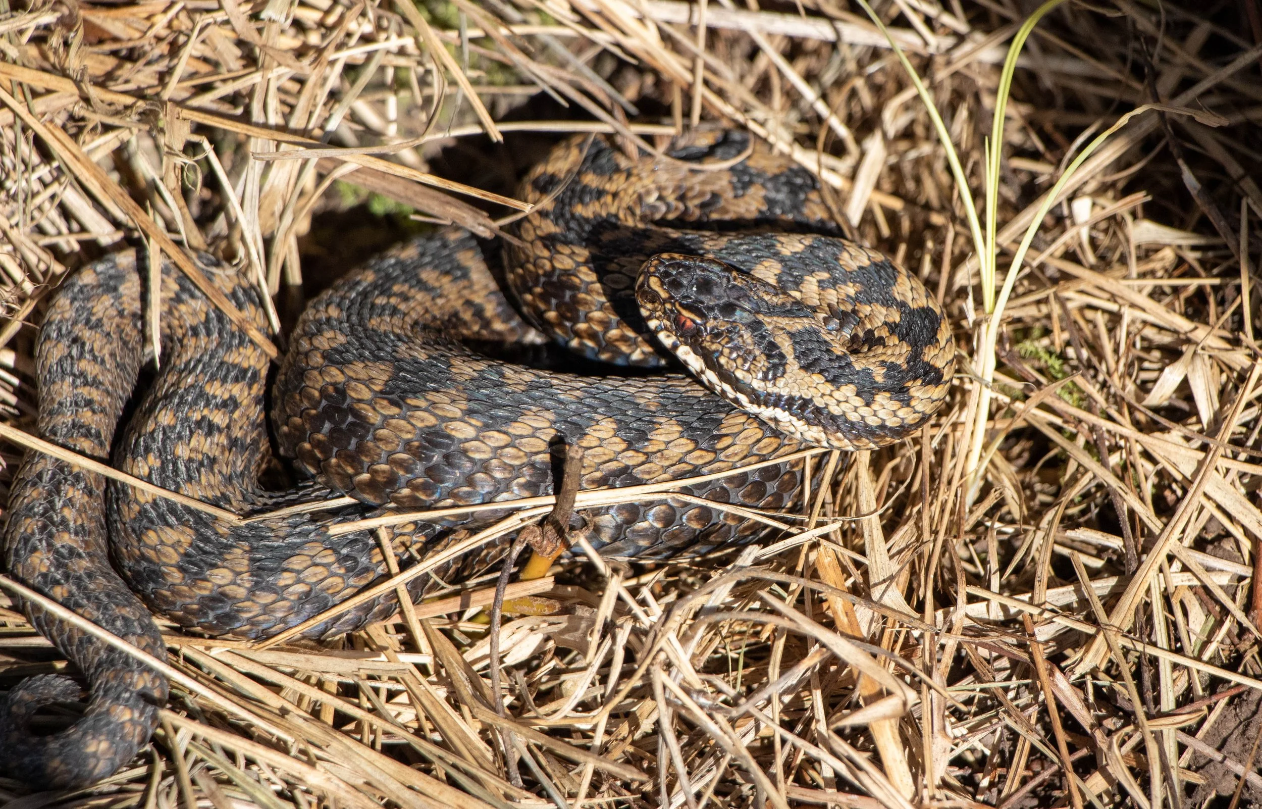 Talk Amphibians and reptiles of Kent