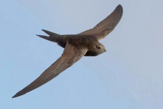 Talk about Swifts