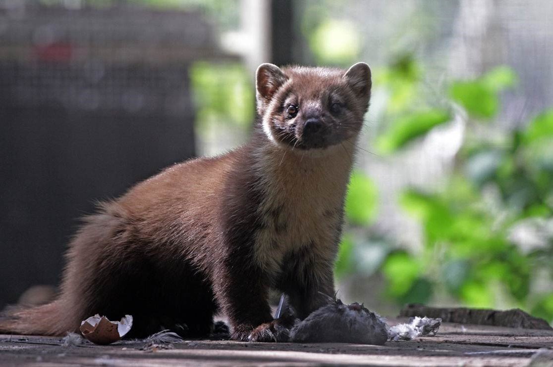 Talk Reintroduction of Pine Martins