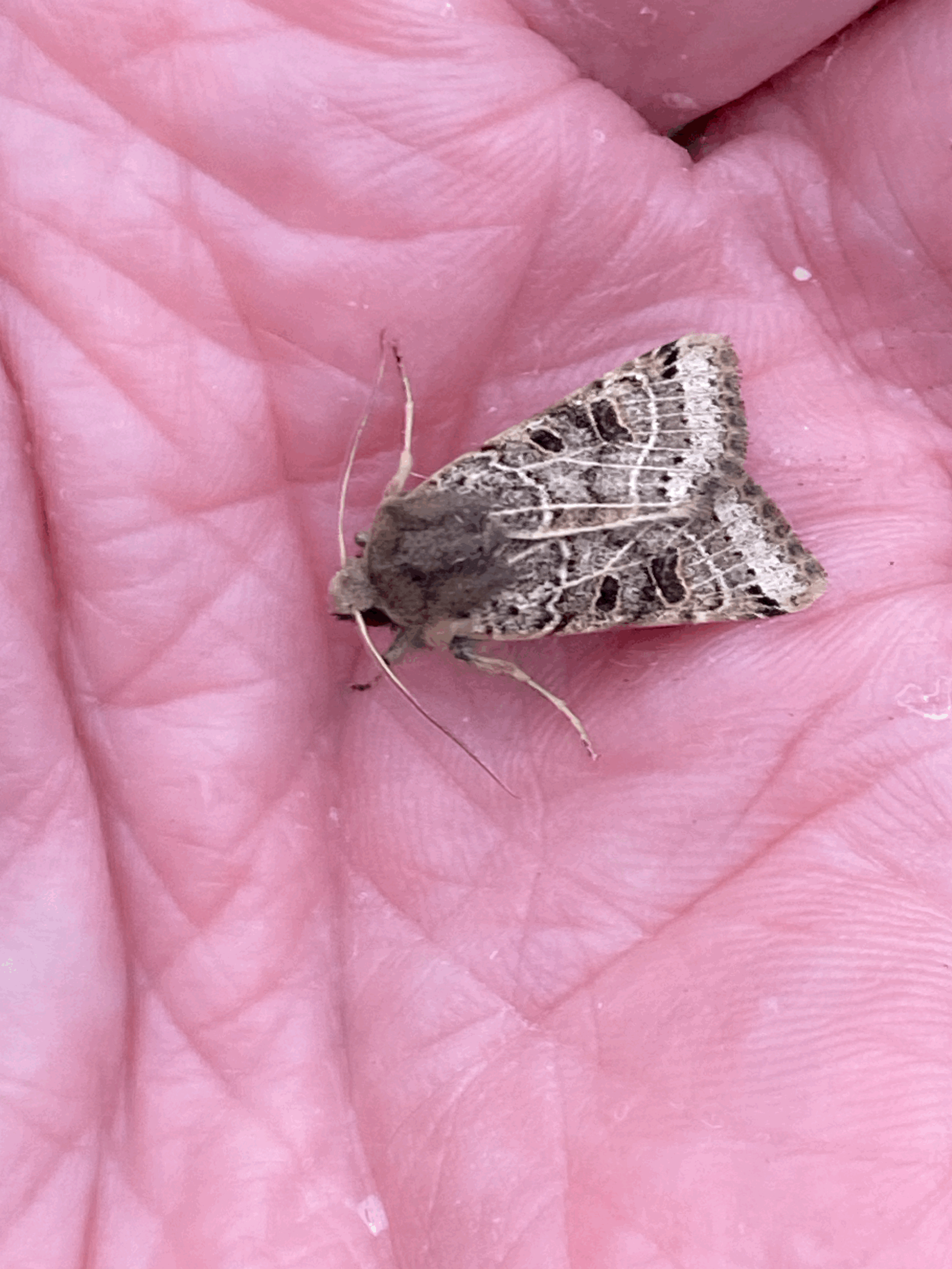 Talk maladroit mothing