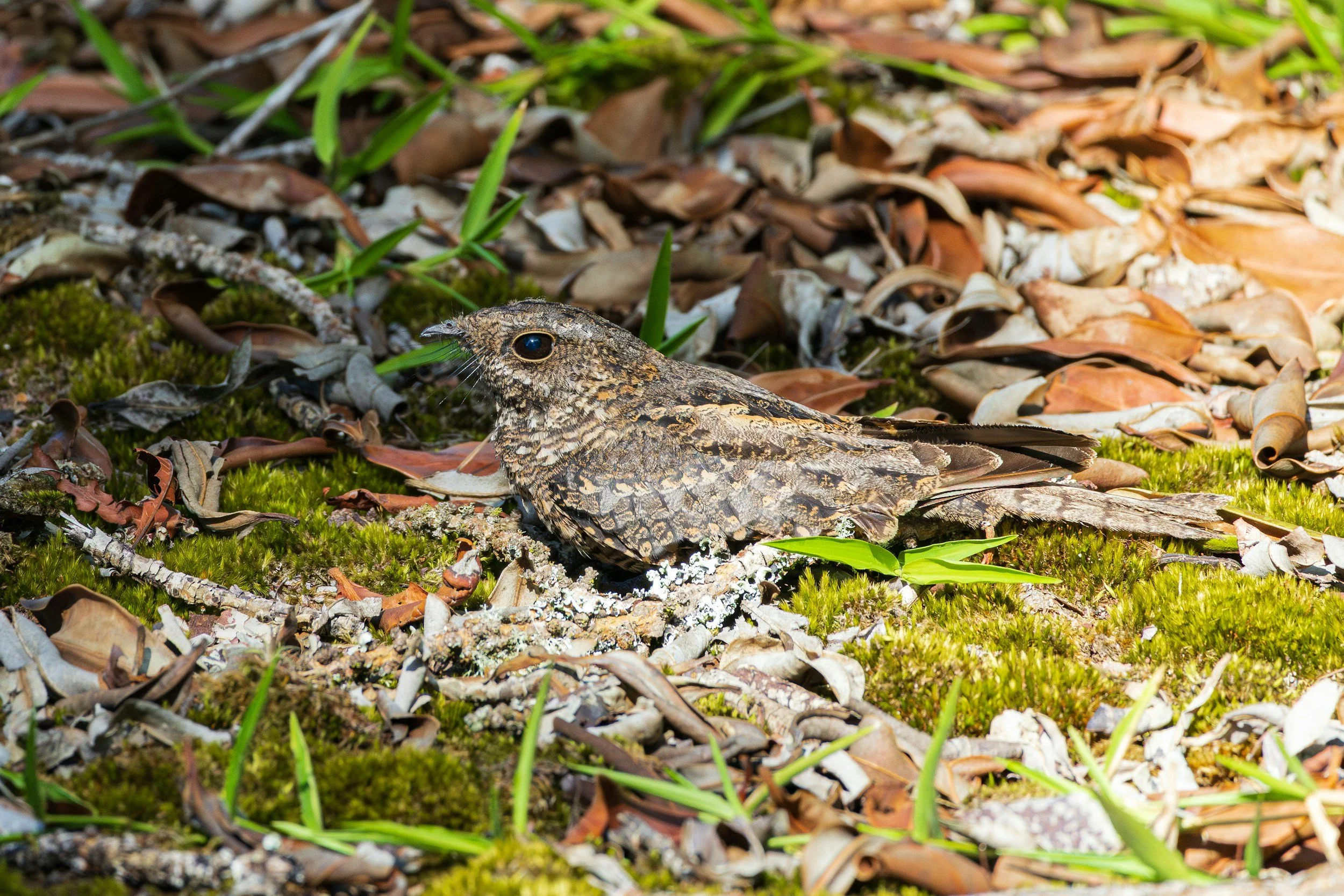 Walk listening for Nightjars