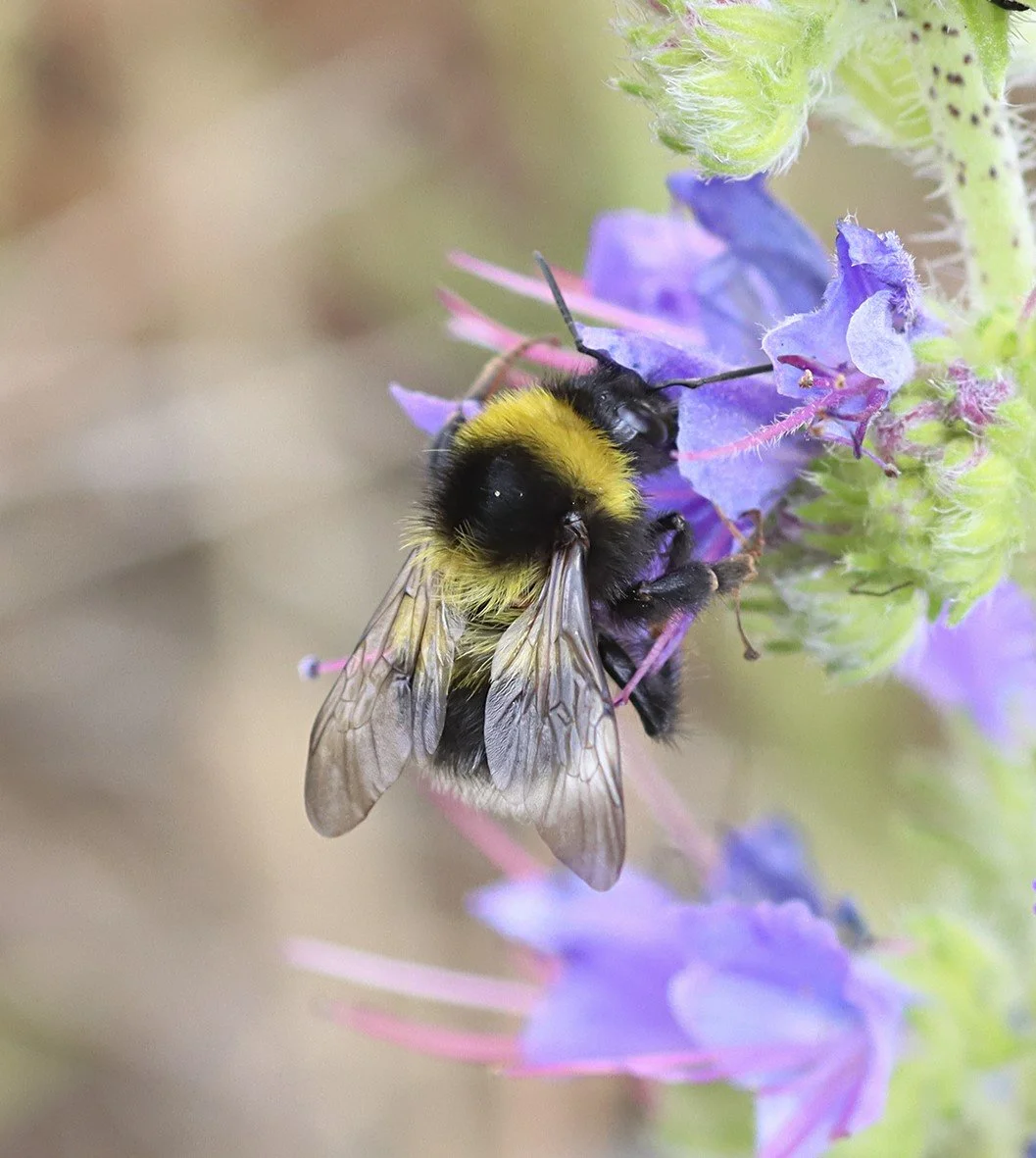 Talk about Bumble bees