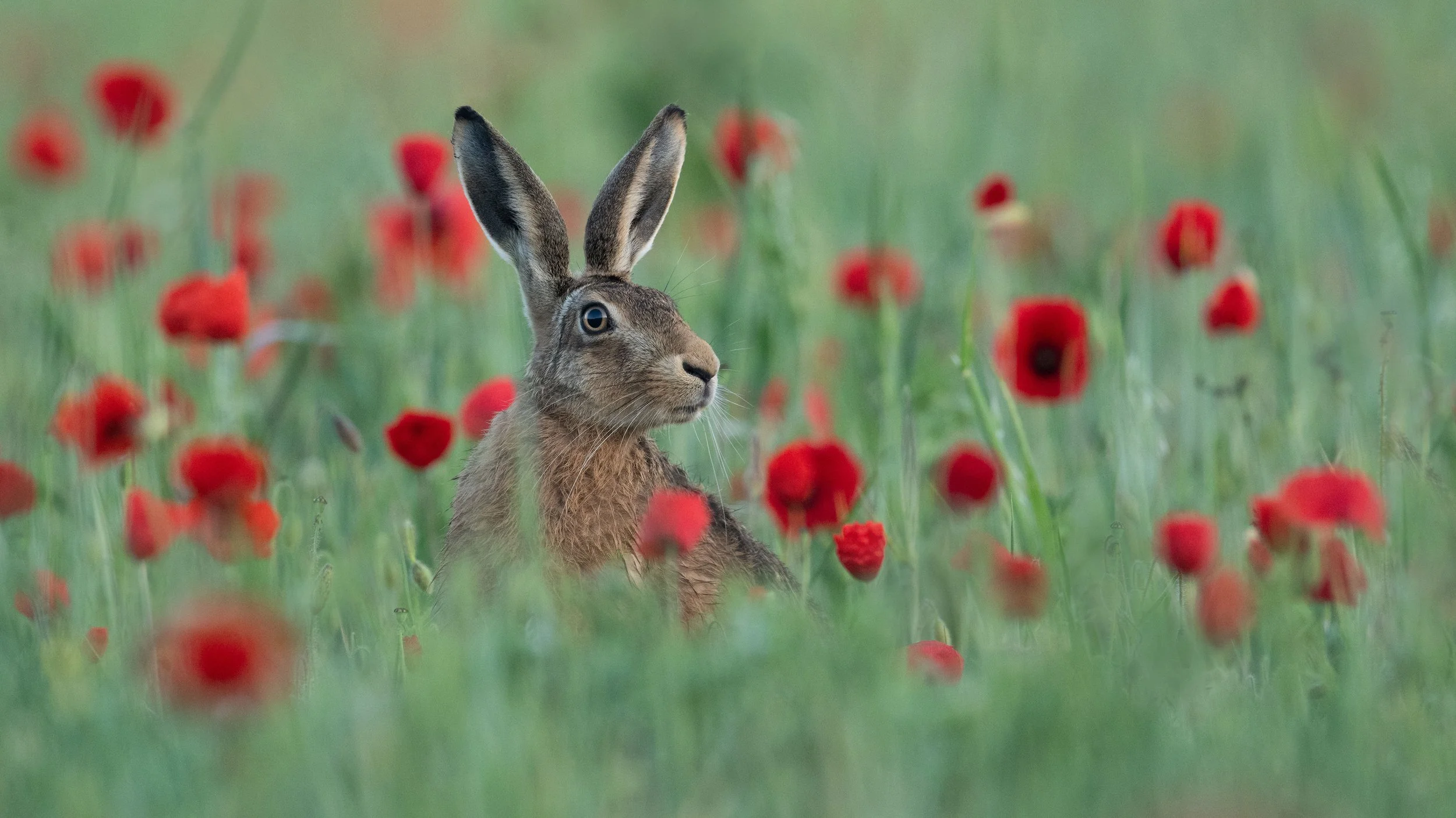 Talk on Hares