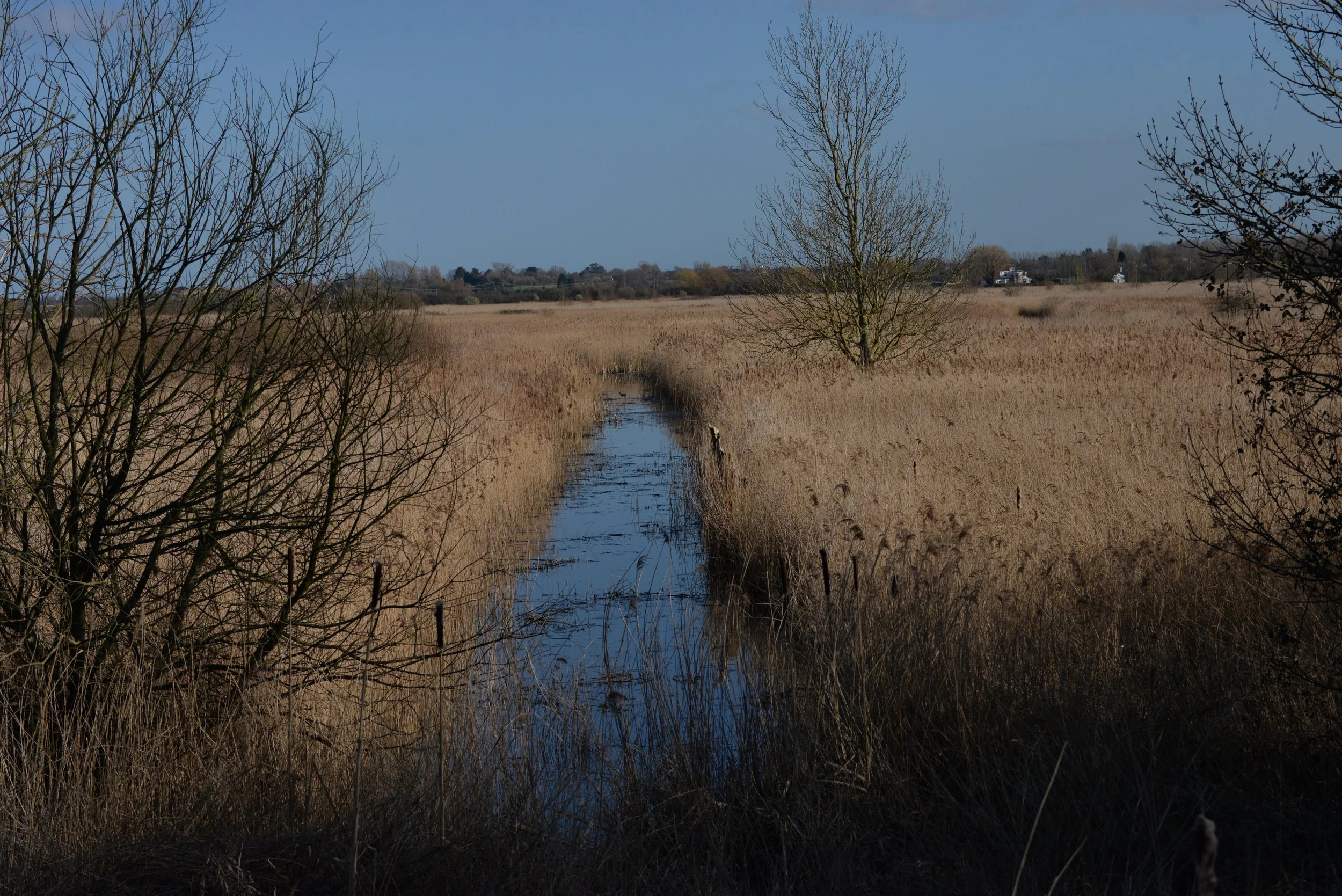 Talk Stodmarsh National Nature Reserve