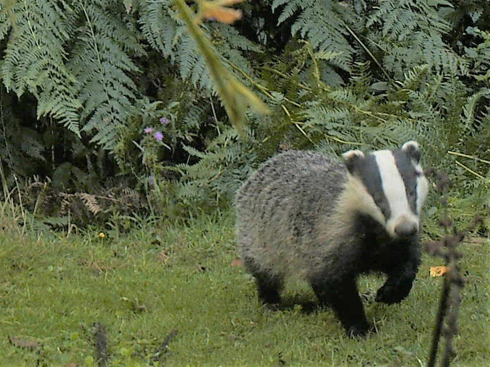 Talk about Badgers