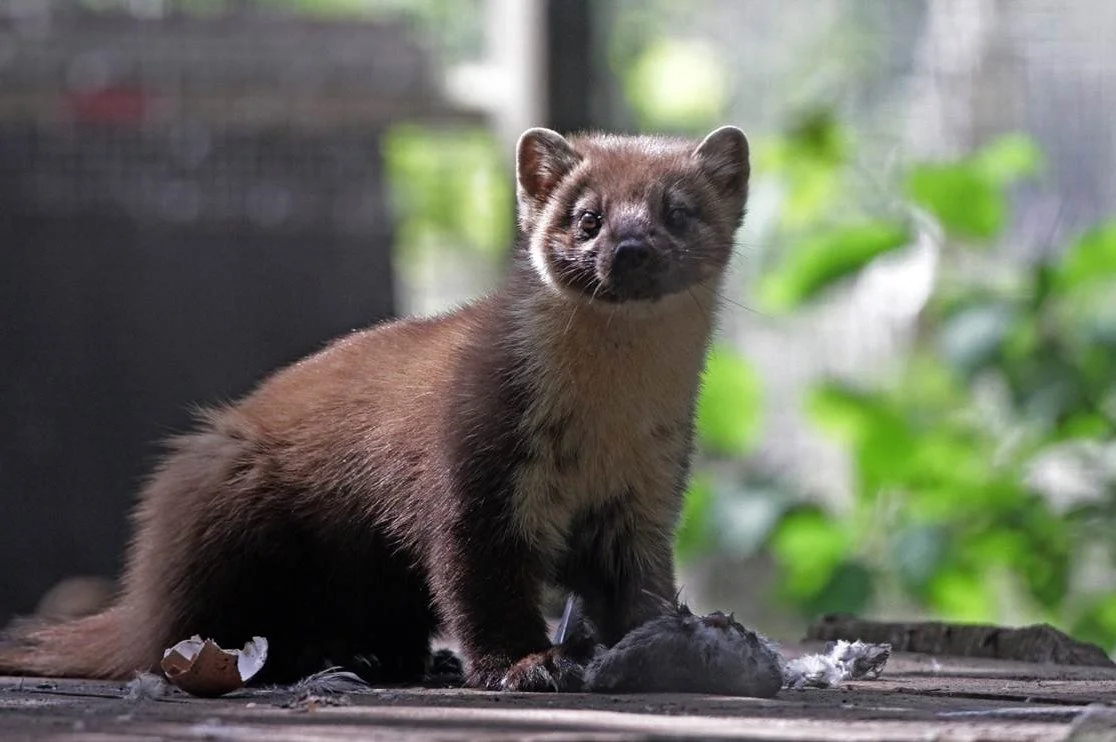 Pine Marten credit Wildwood Trust