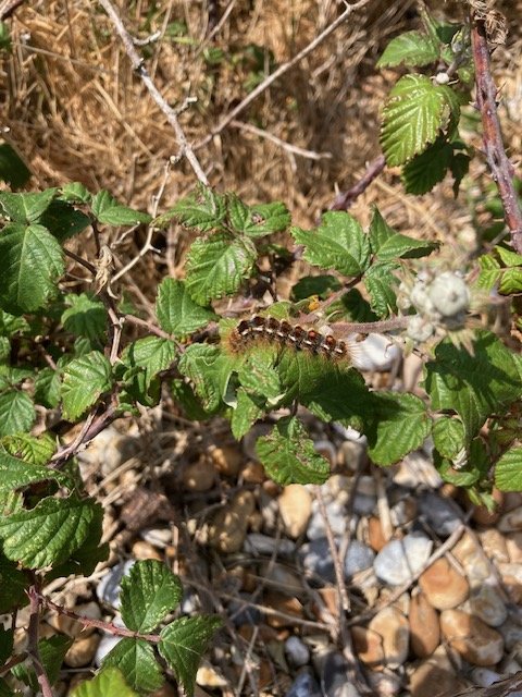 Brown tail caterpillar