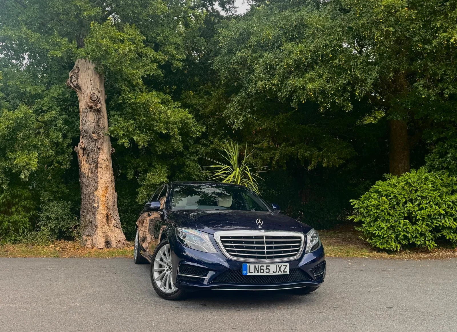 A black Mercedes-Benz car parked on a paved road with dense green trees and bushes in the background.
