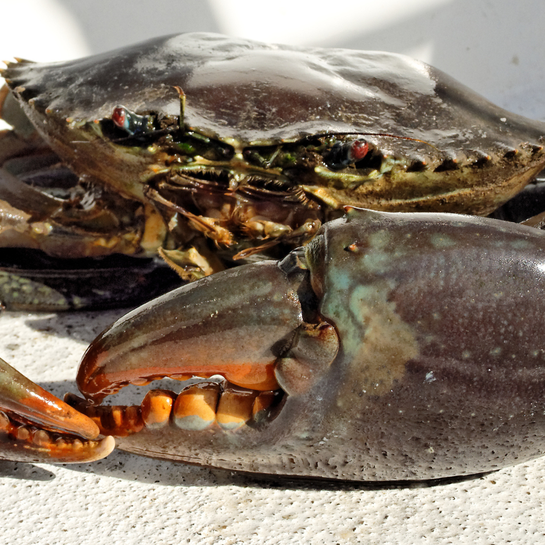 Live Mud Crabs