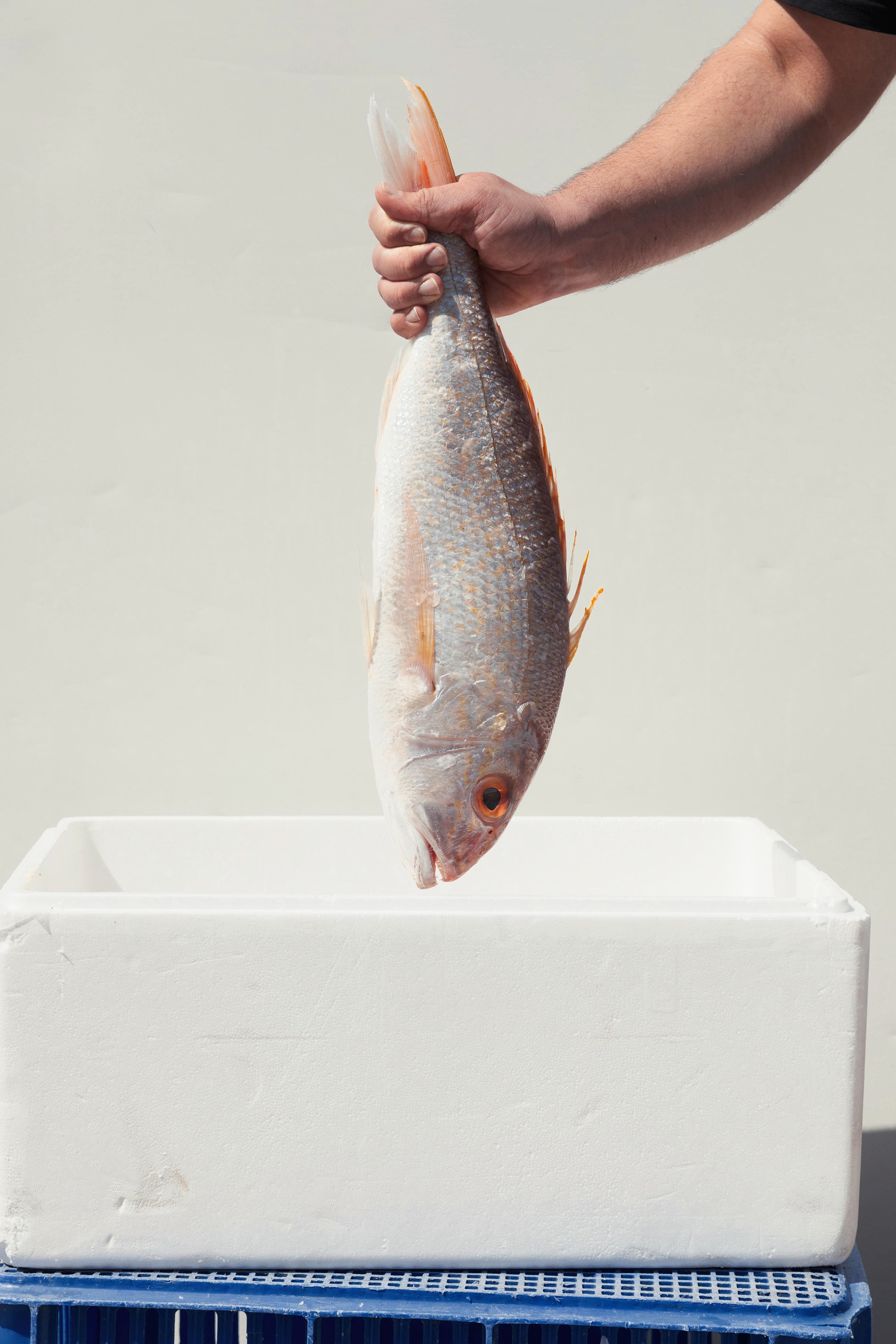 Whole Goldband Snapper
