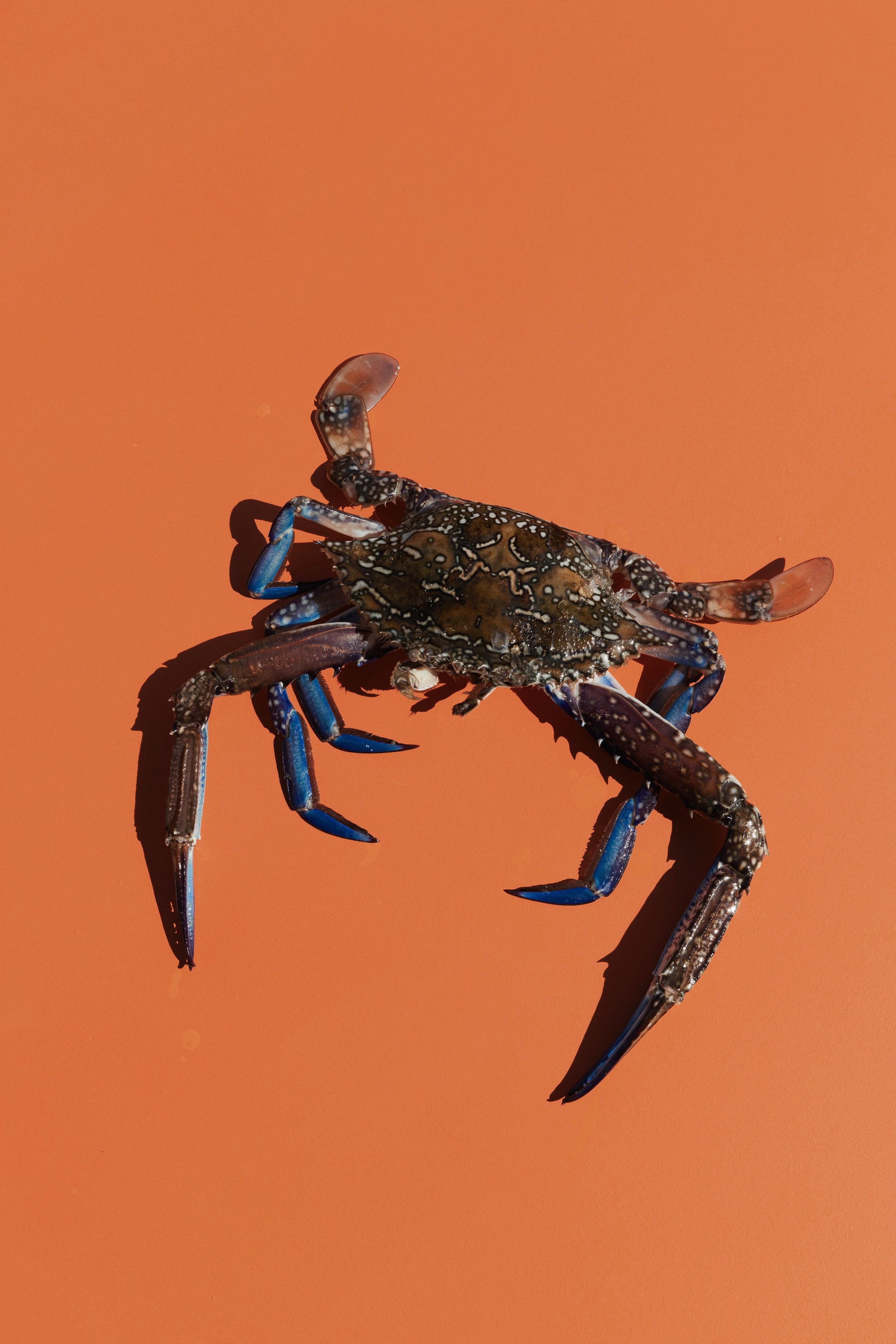 Raw Sand Crabs
