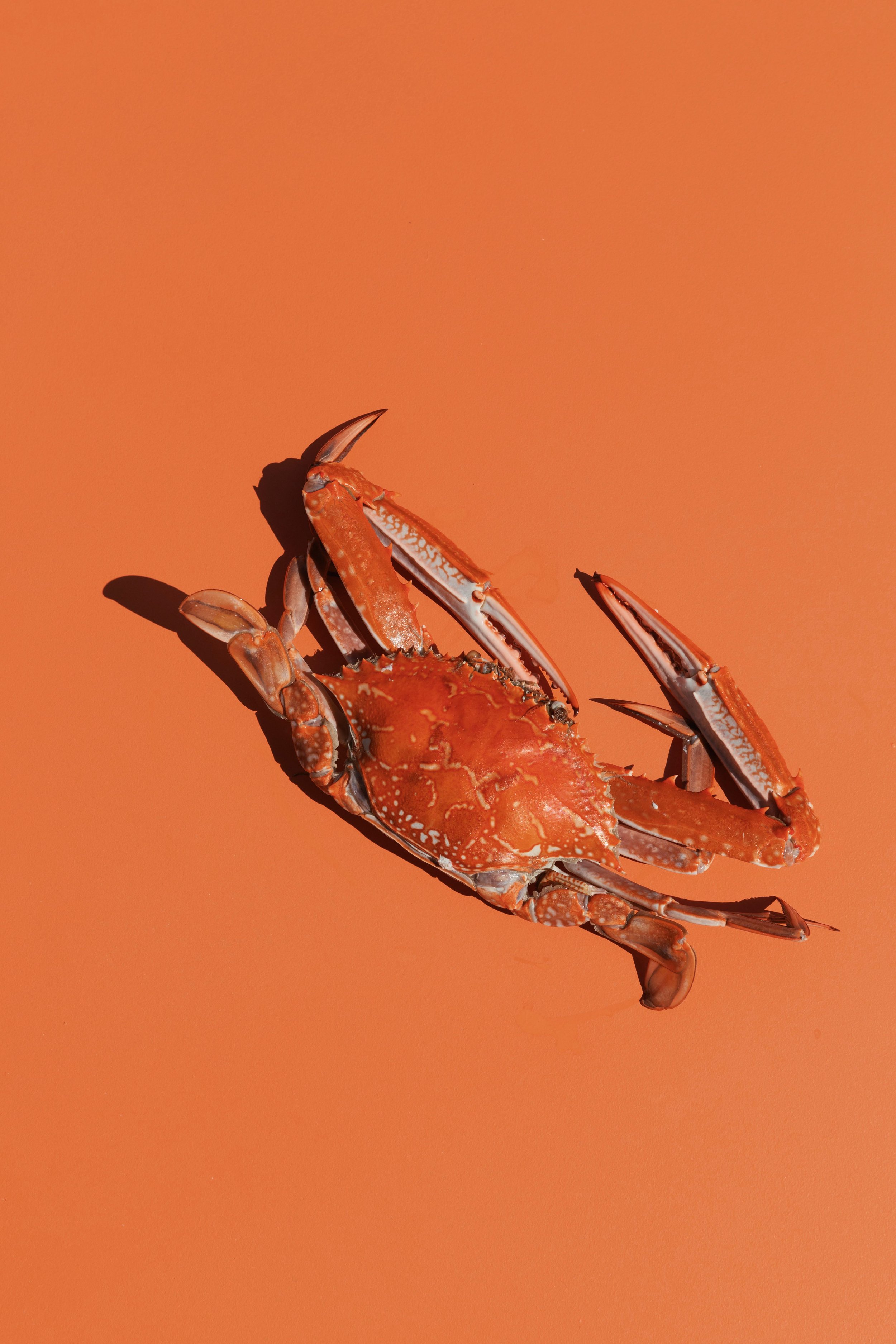 Cooked Sand Crab
