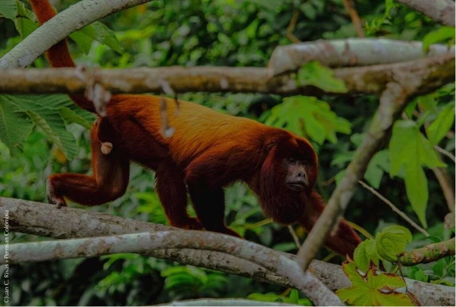 What Spider Monkeys Can Teach Us About Serendipity