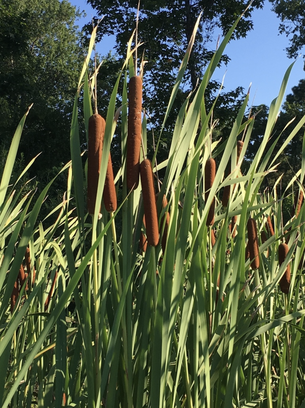 Neomatter-Bulrush.png