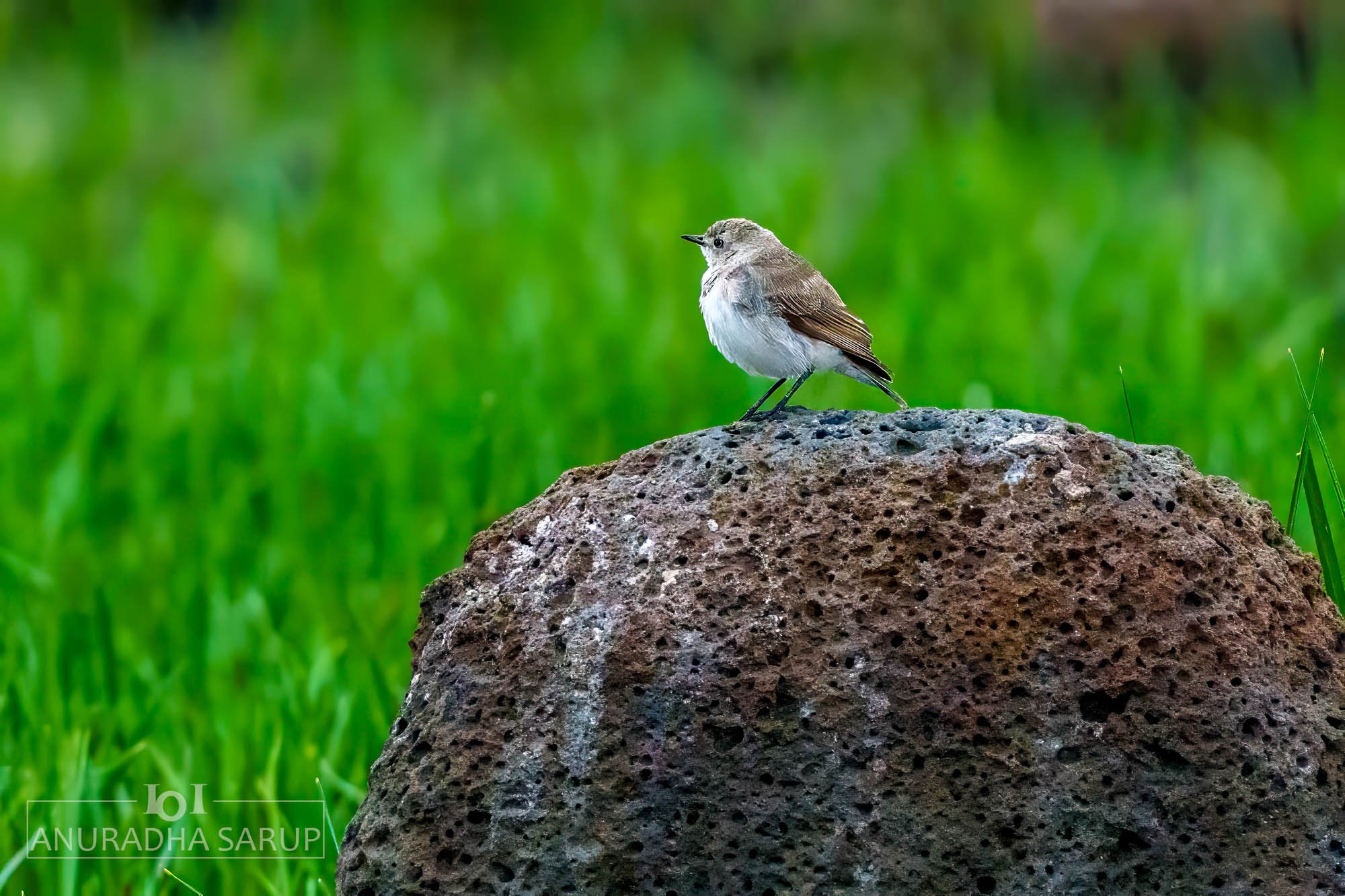 White-fronted Chat