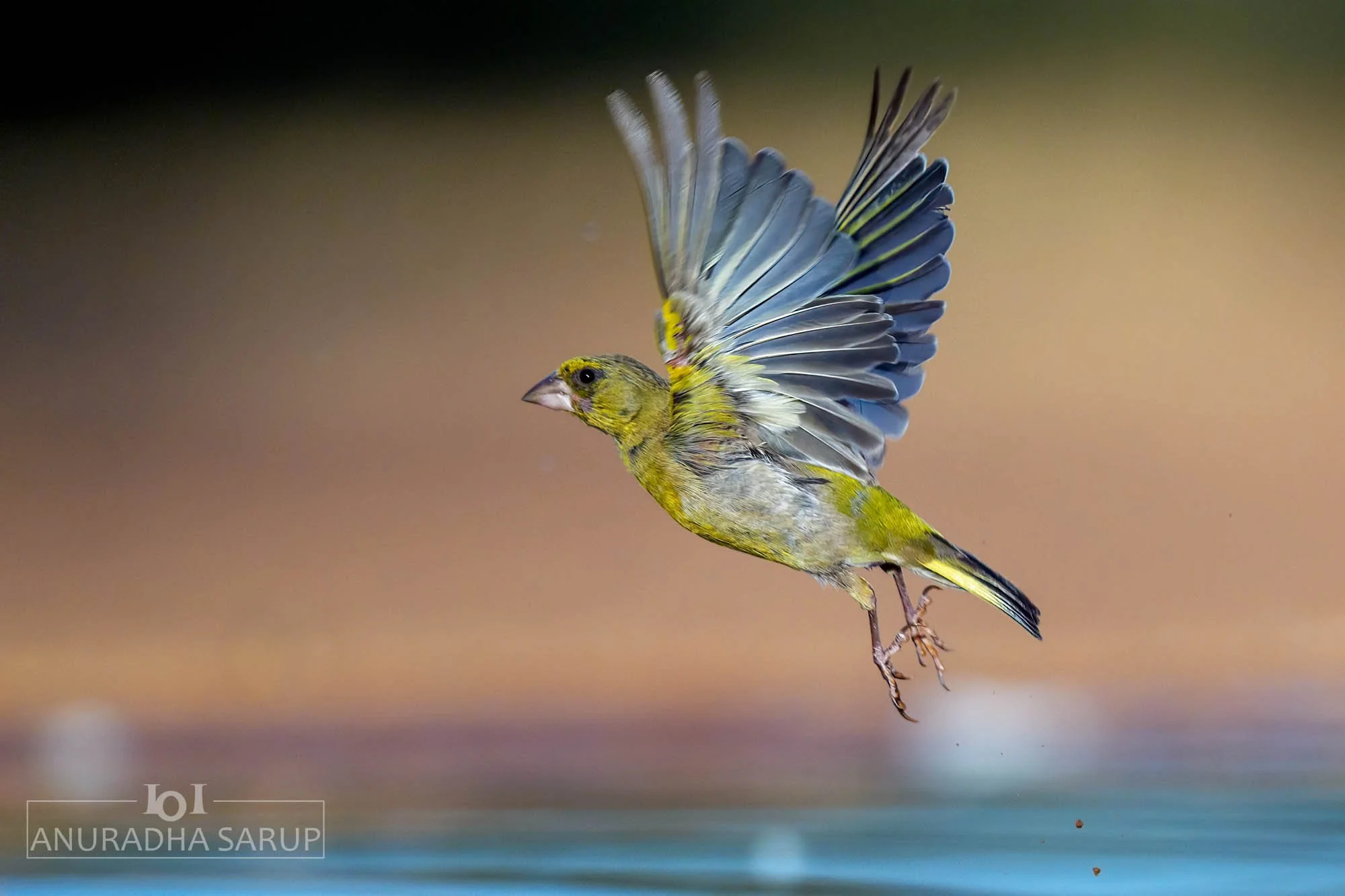 European greenfinch
