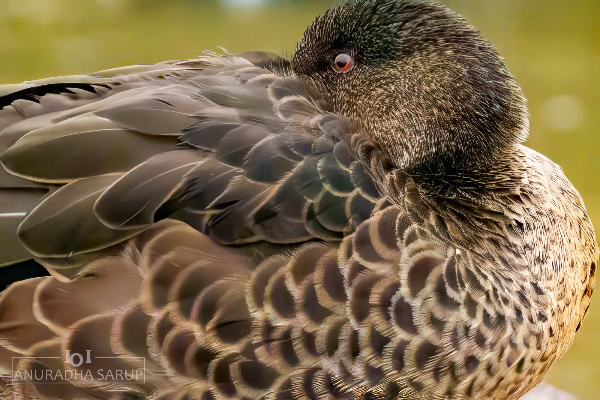 Chestnut Teal