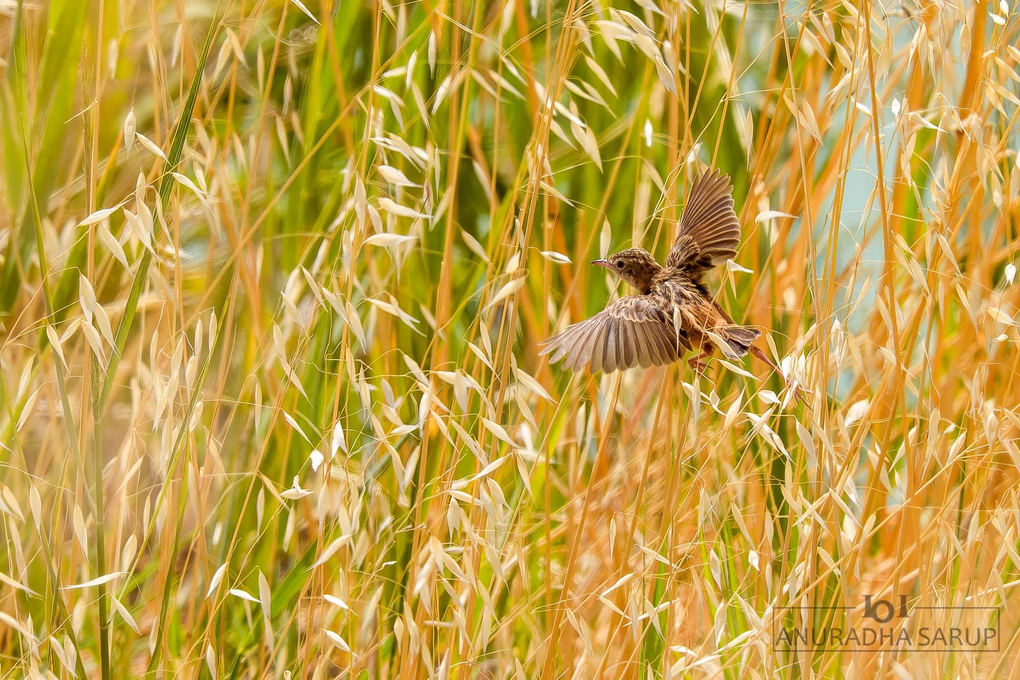 Zitting cisticola