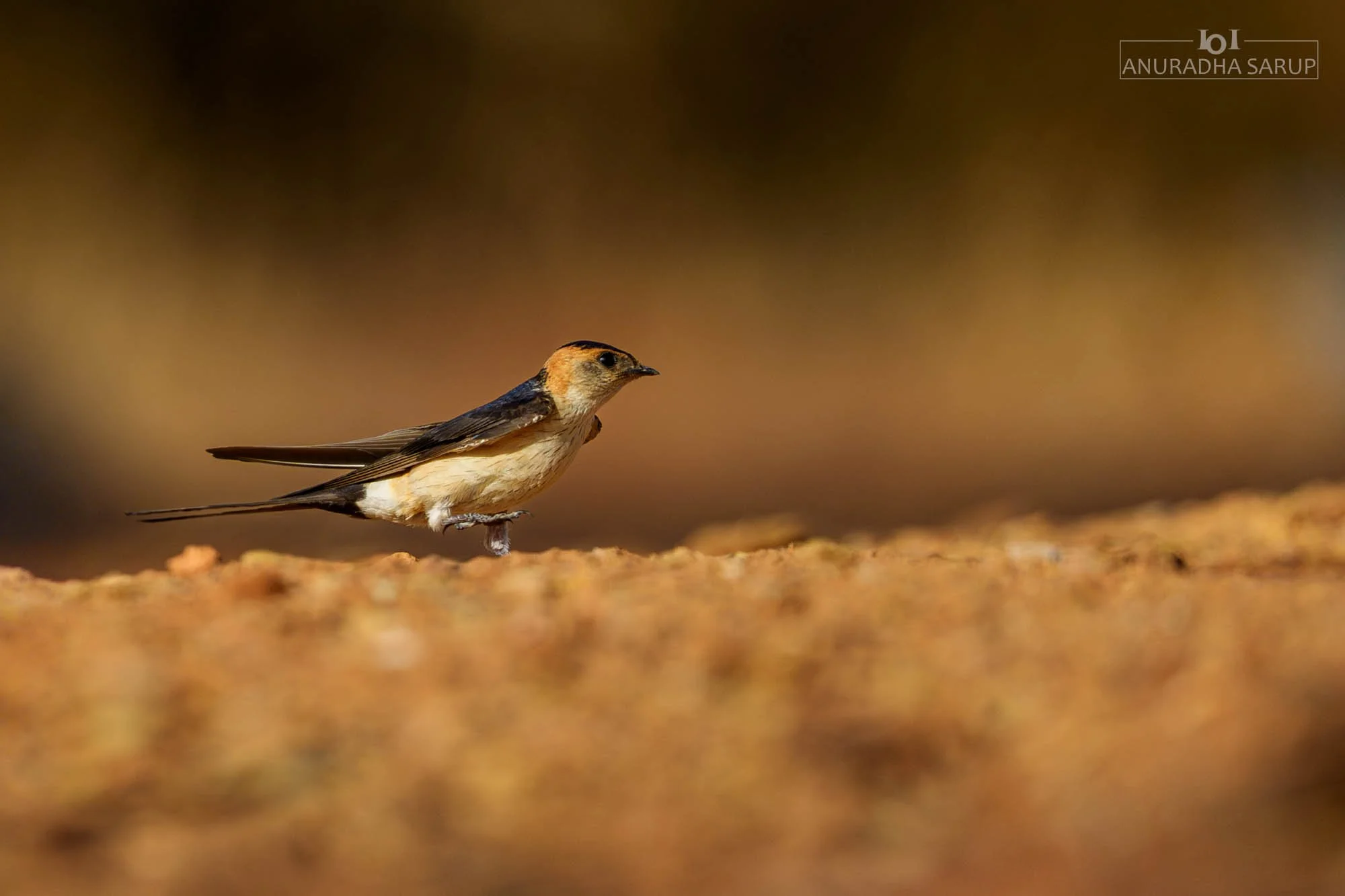 European red-rumped swallow