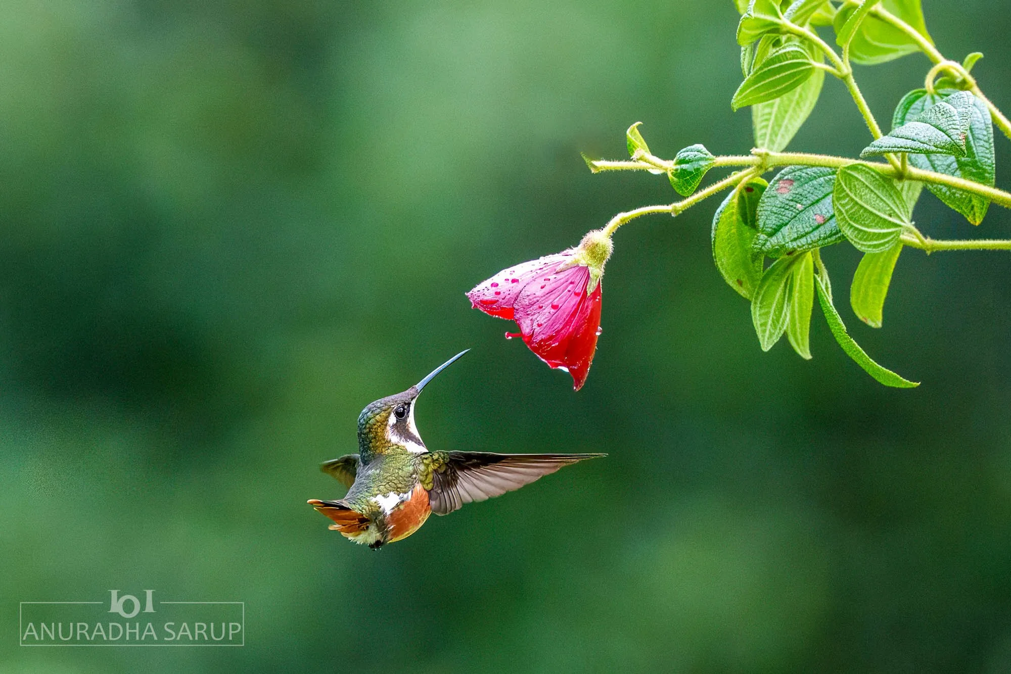 White-bellied woodstar