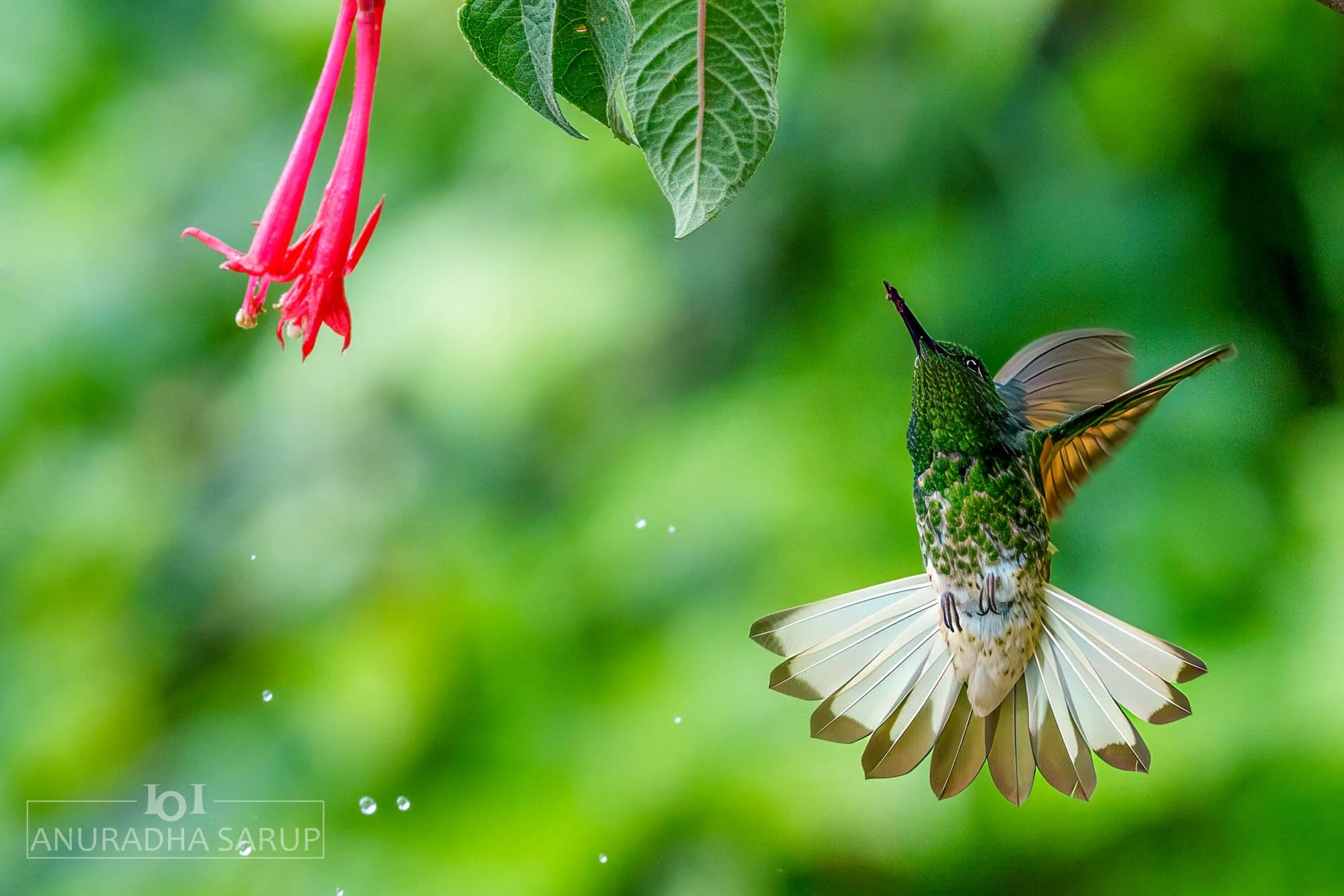 Buff-tailed coronet
