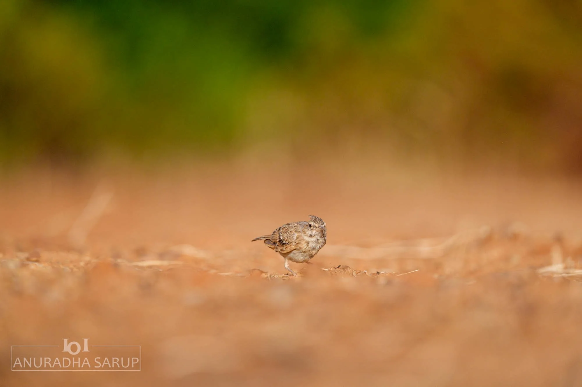 Crested lark