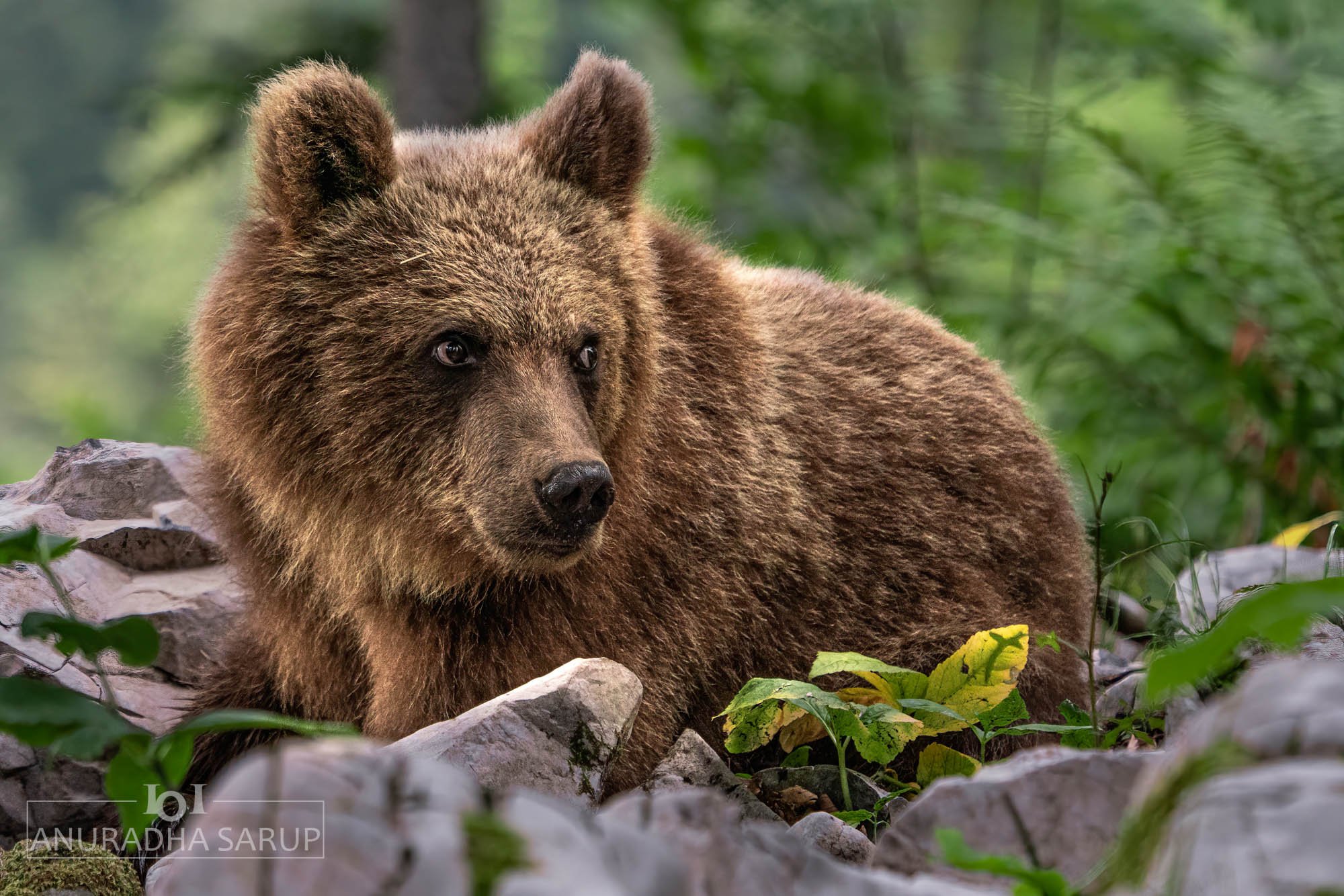 SL_00215-Bearbeitet.jpg