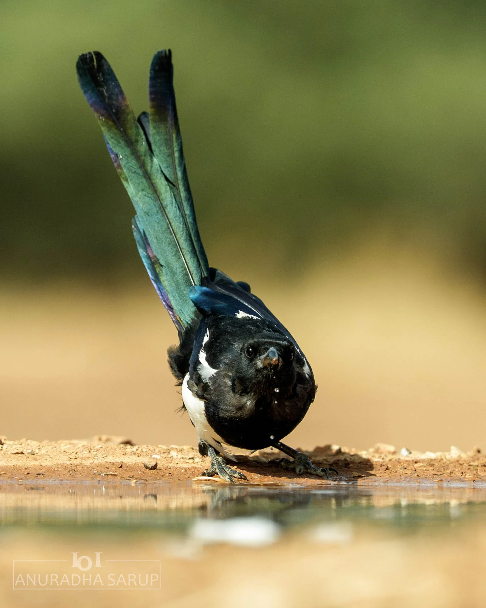 Eurasian magpie