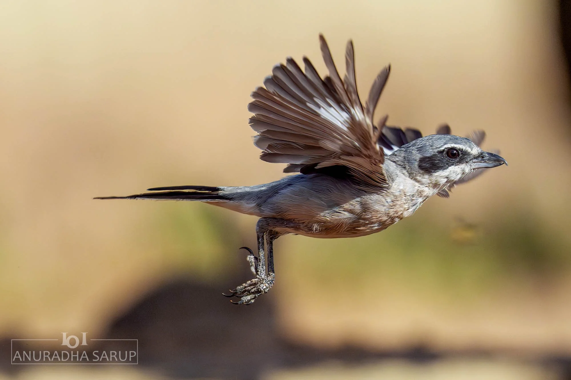 Iberian Gray Shrike