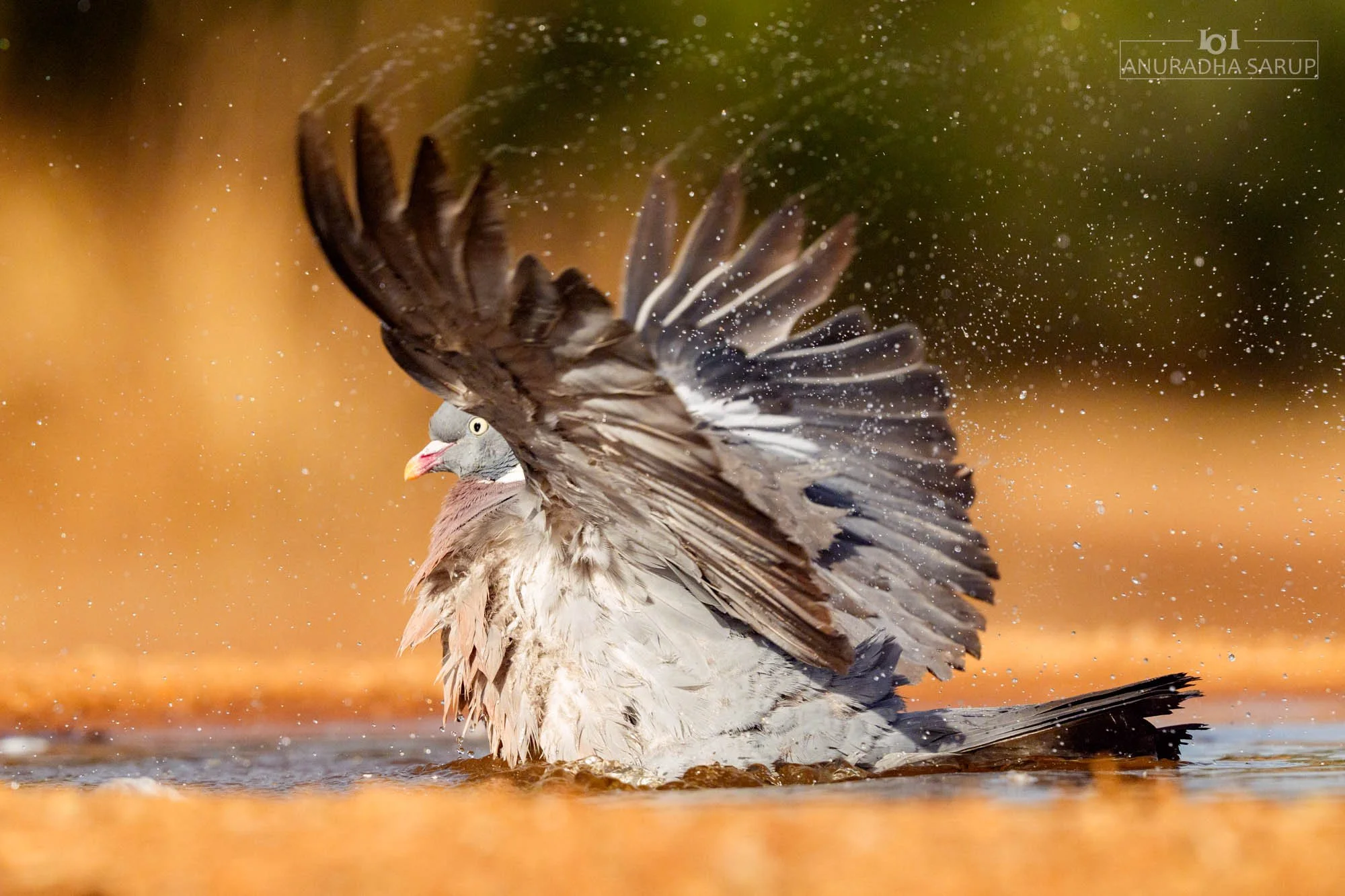 Common wood pigeon