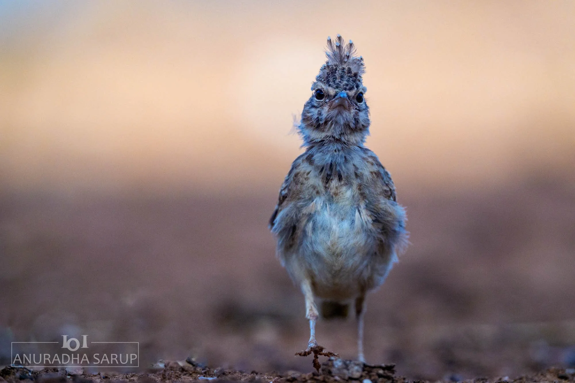 Crested lark