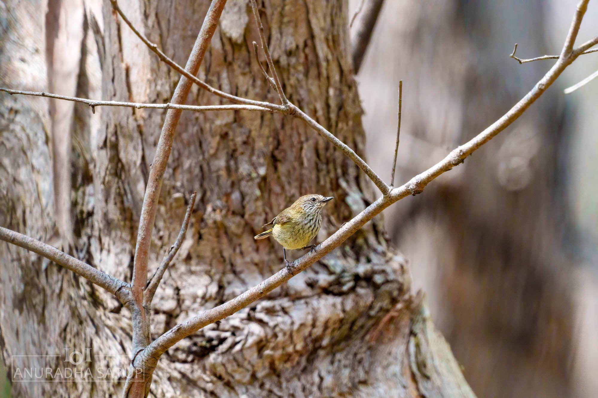 Striated thornbill