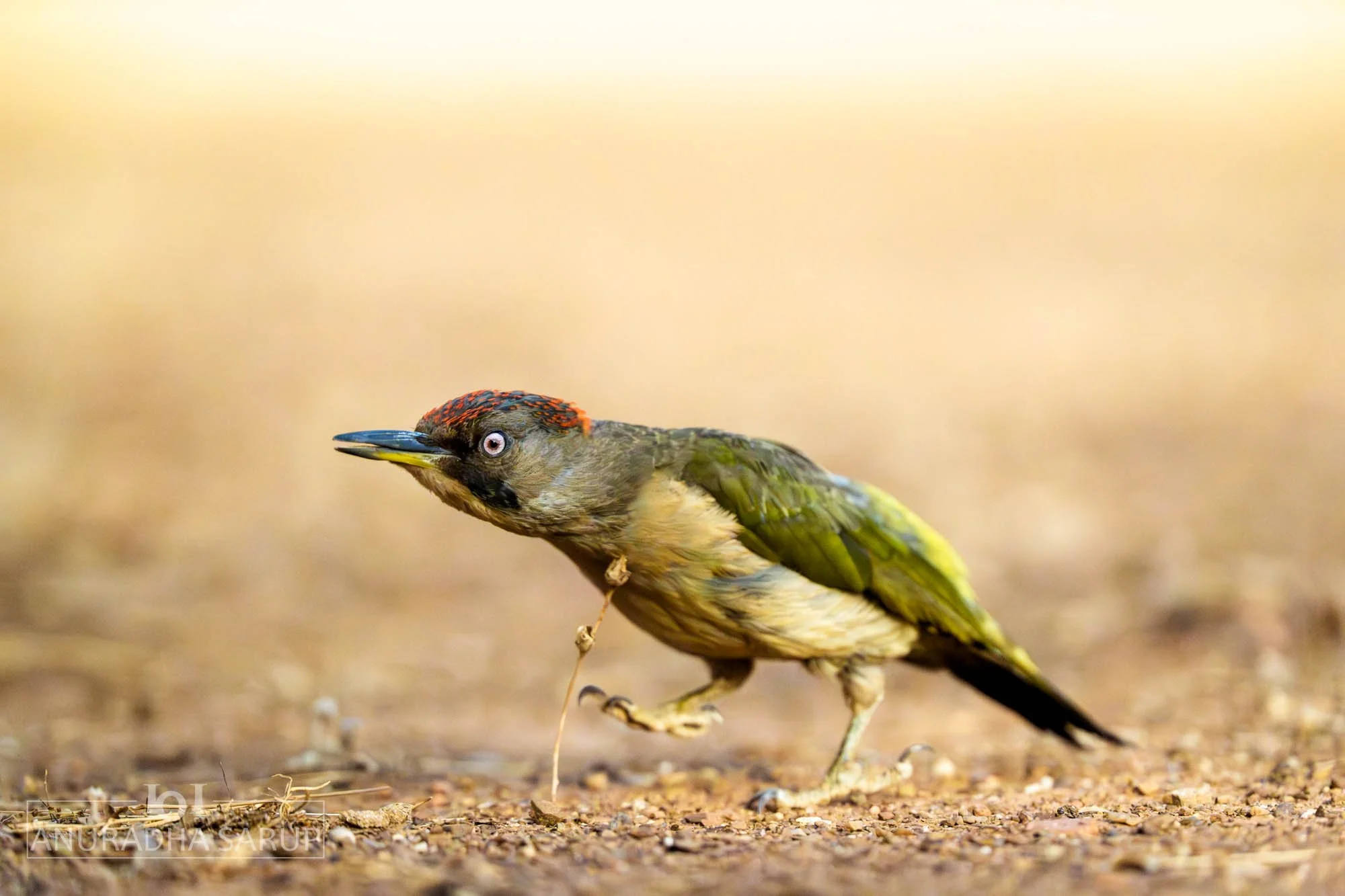 Iberian Green Woodpecker