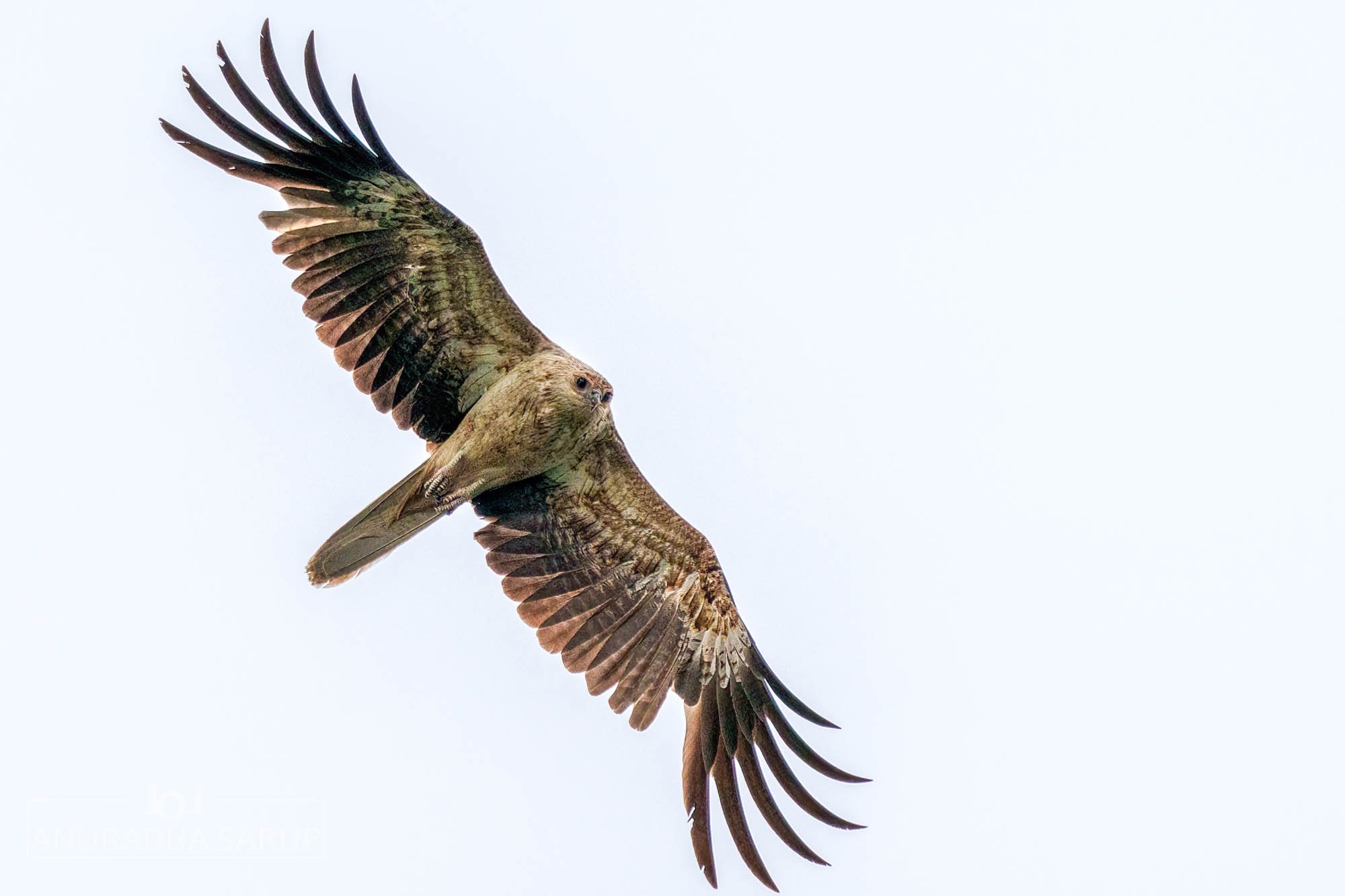 Whistling kite