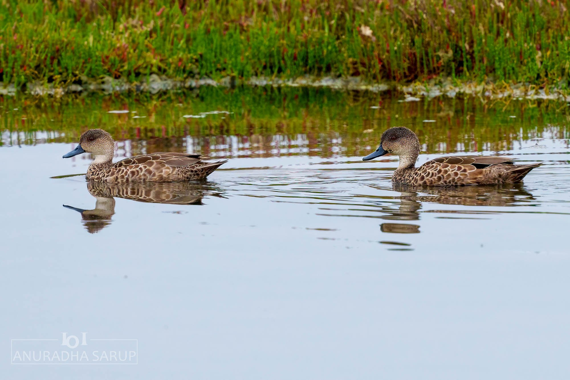 Grey teal