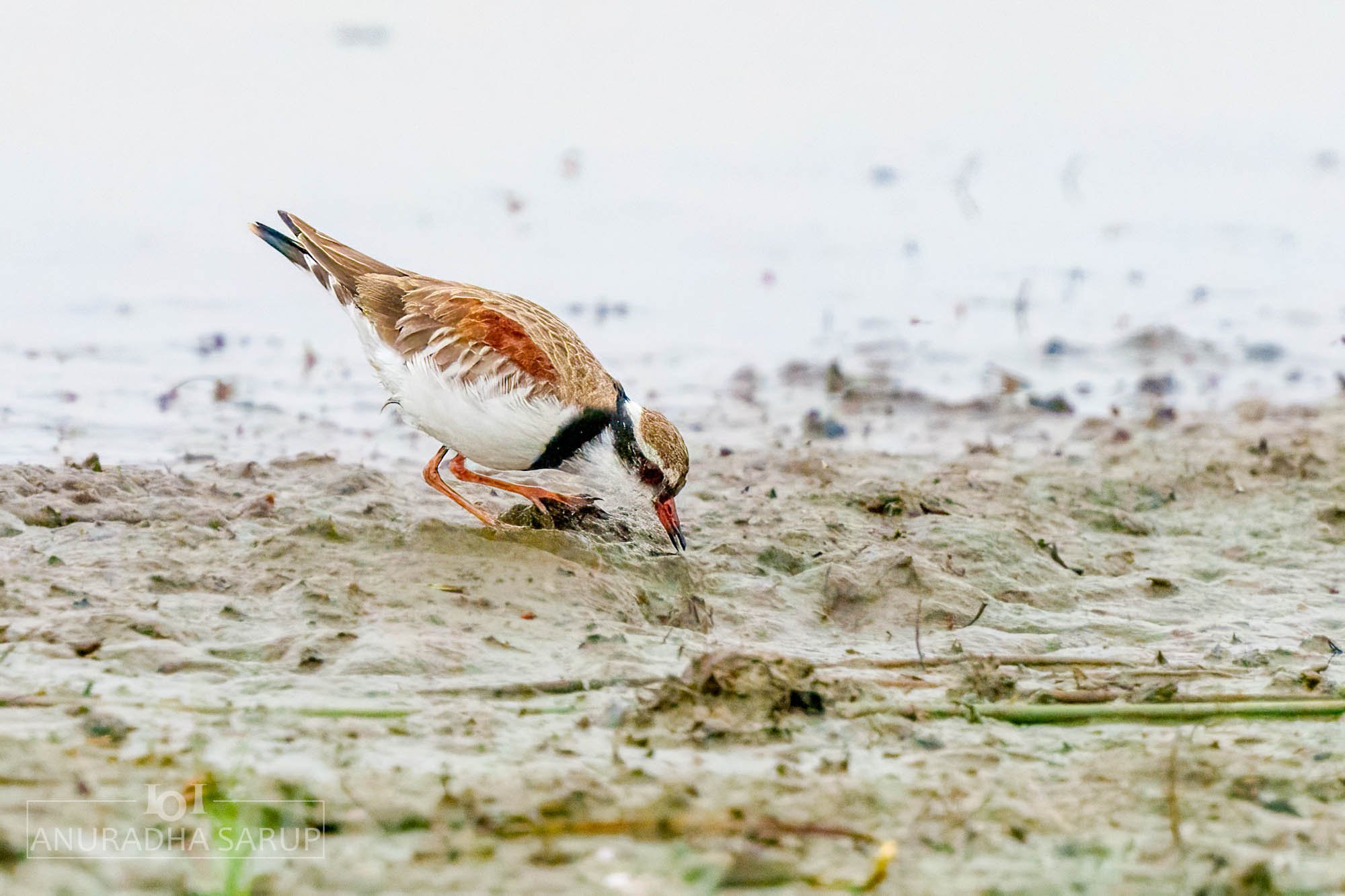 Black-fronted dotterel