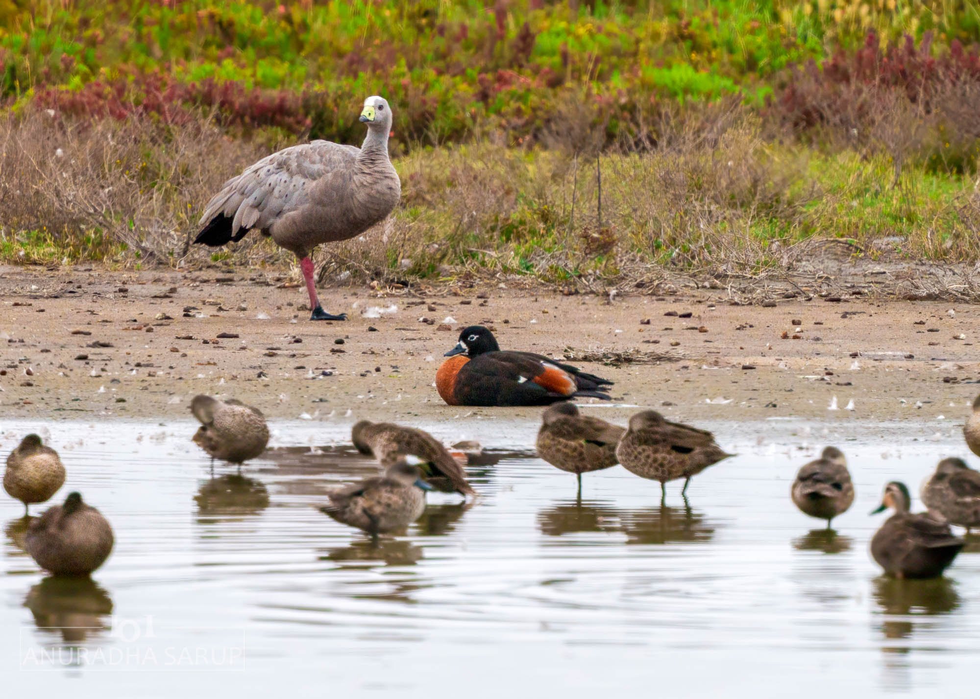 Cape Barren Goose(b) Australian shelduck(m)
