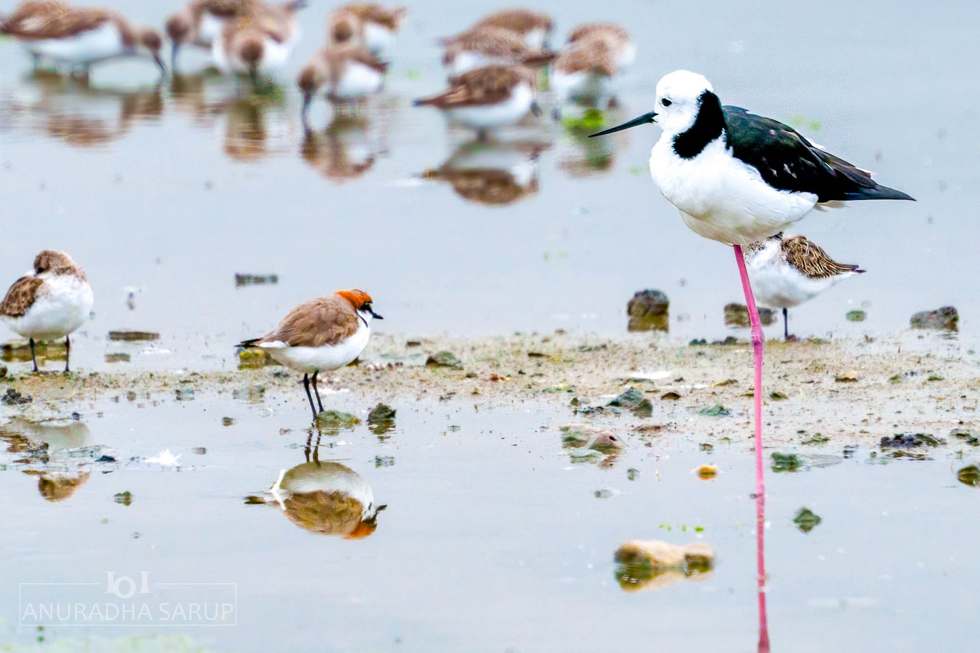 Red-capped plover(l) Pied Stilt(r)