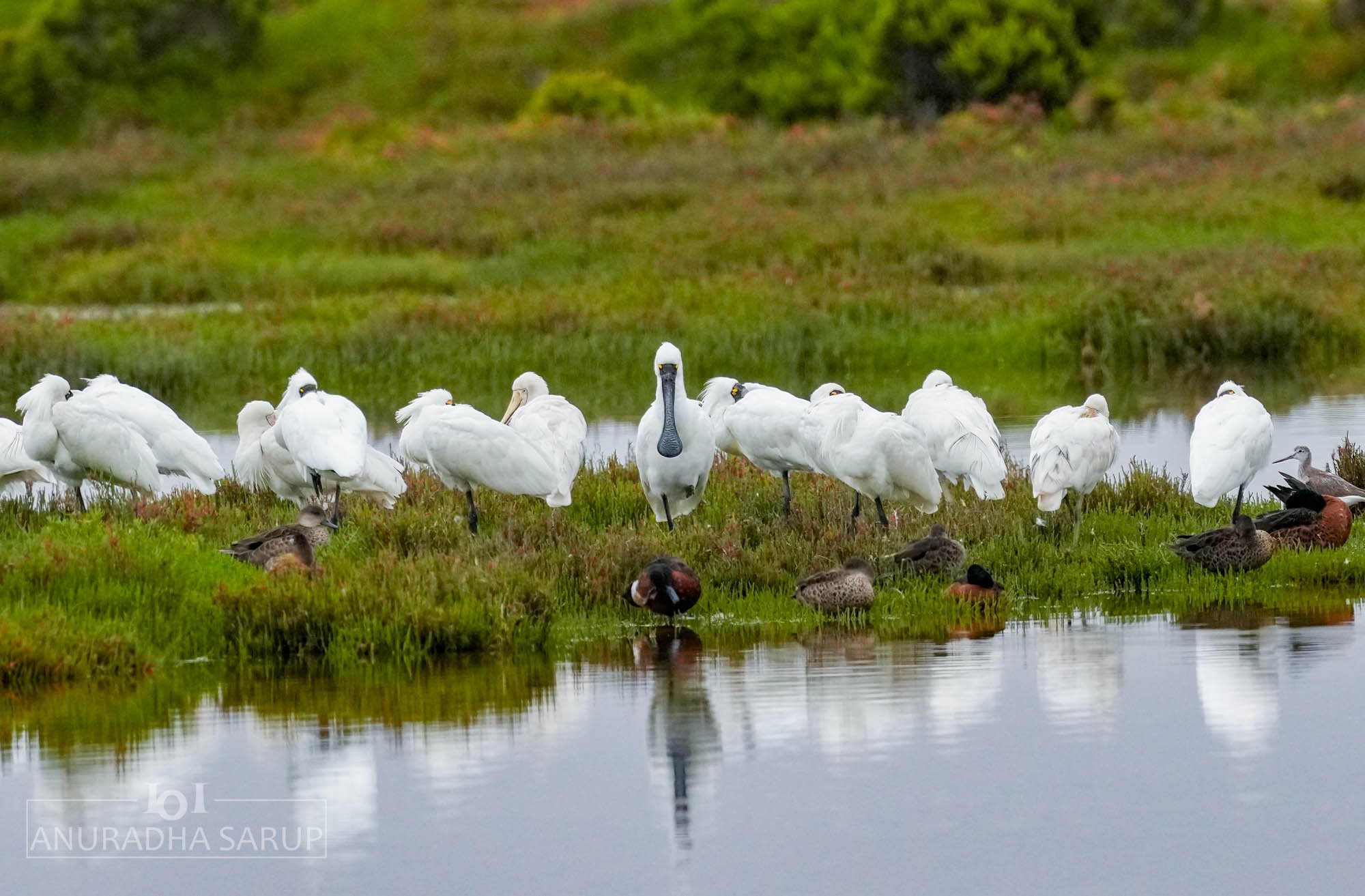 Royal Spoonbills