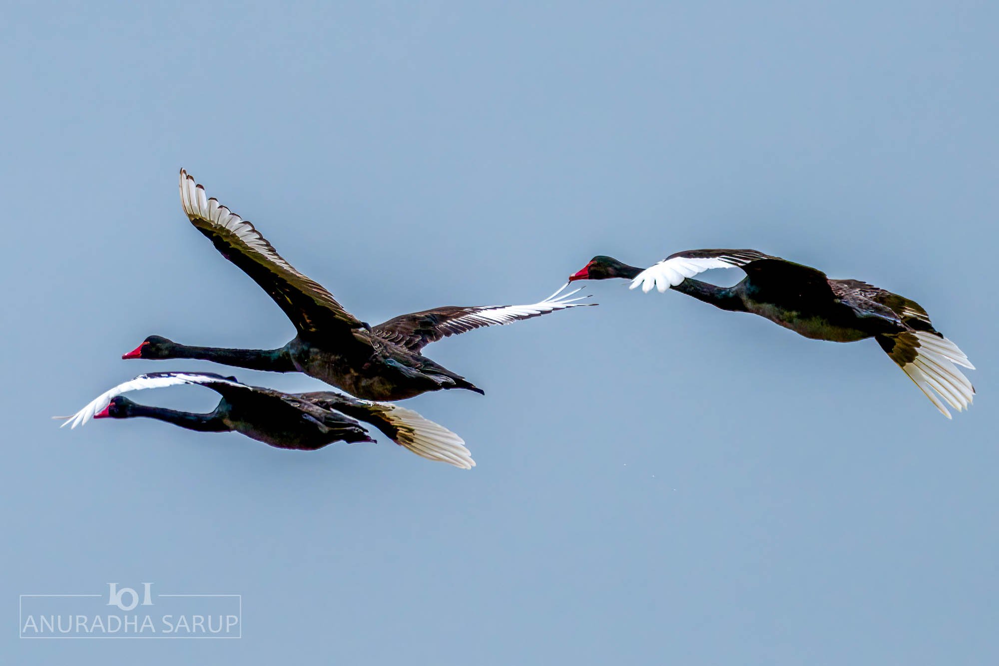 Black Swans
