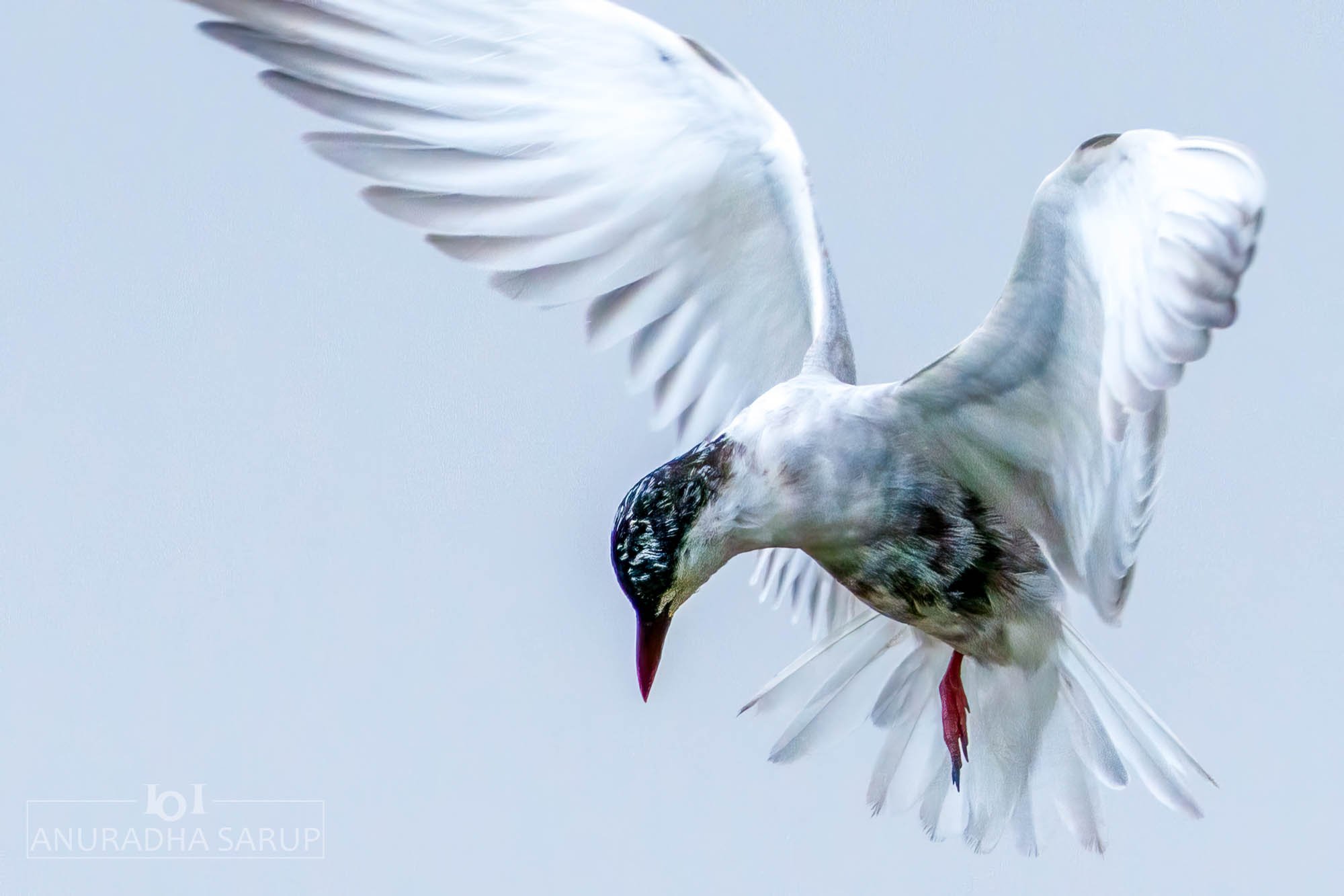 Whiskered tern