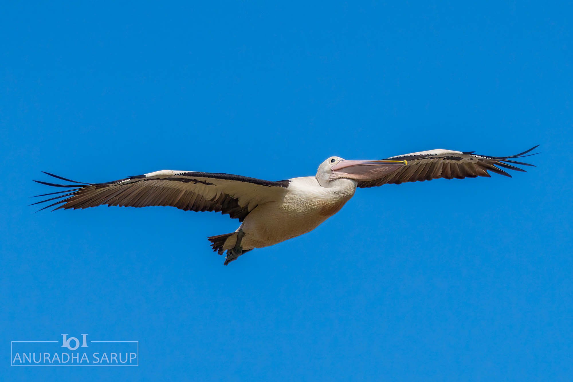 Australian pelican
