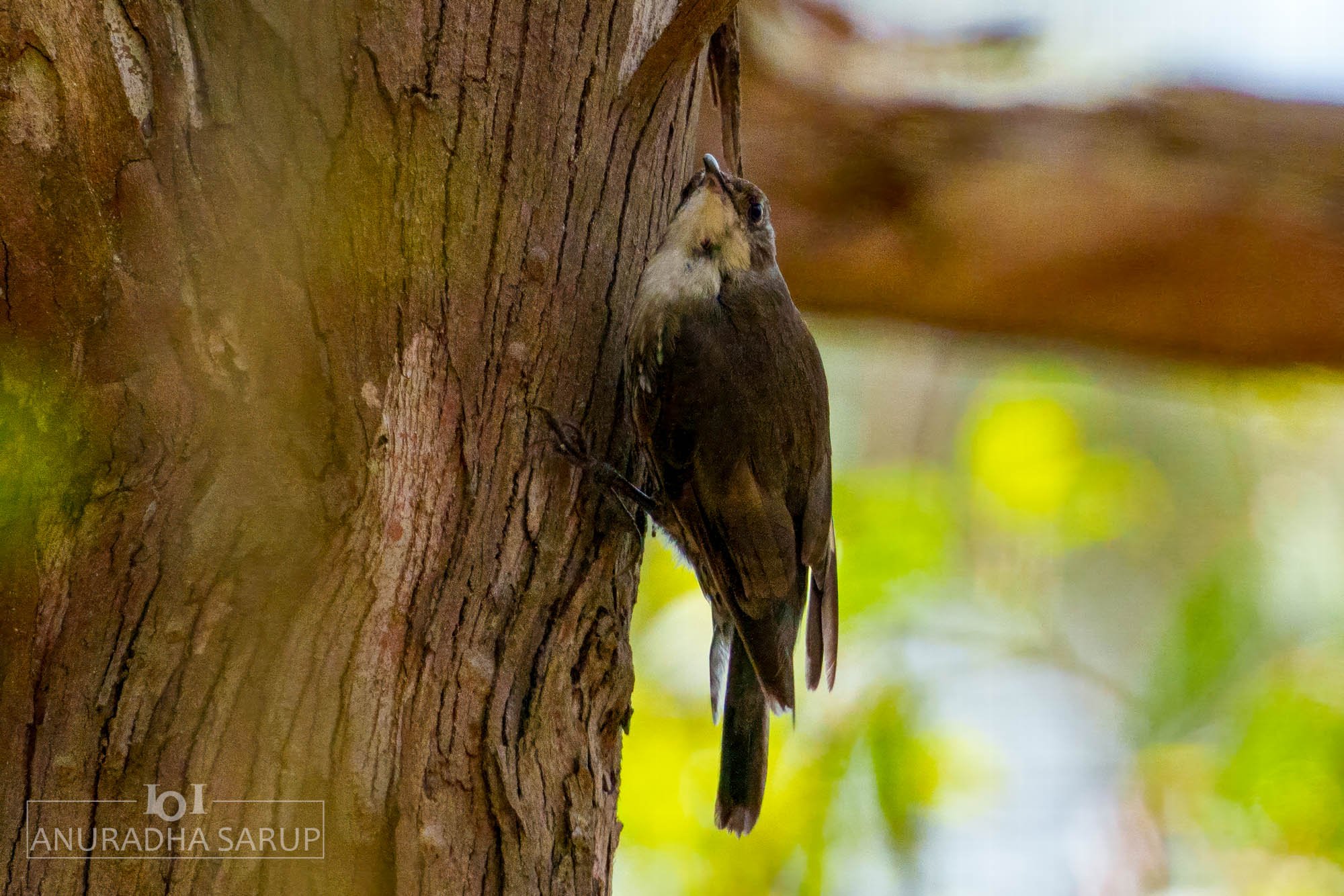 White-throated treecreeper