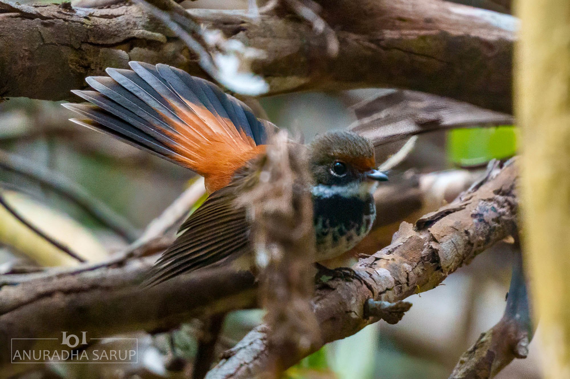 Australian rufous fantail