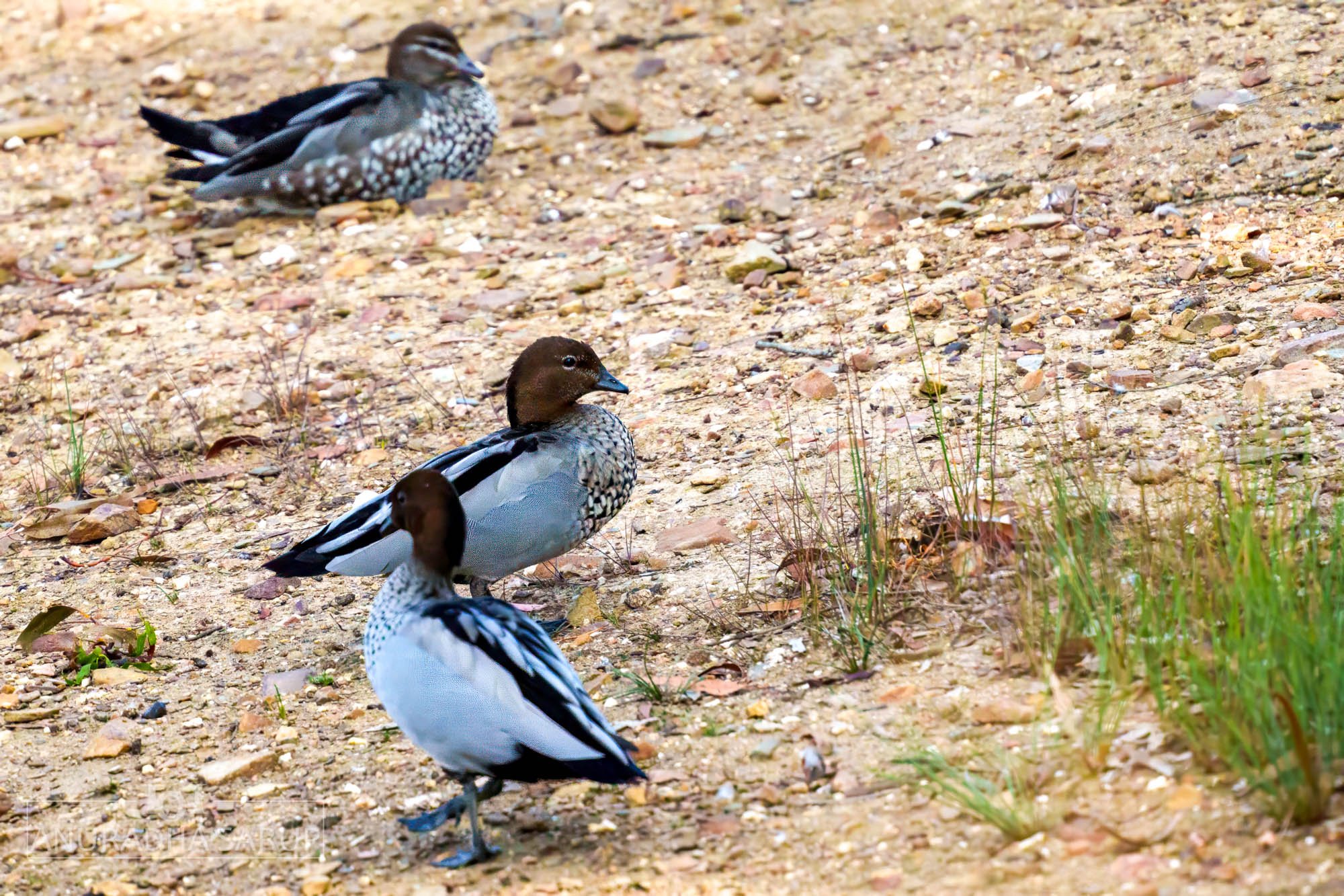Australian wood ducks