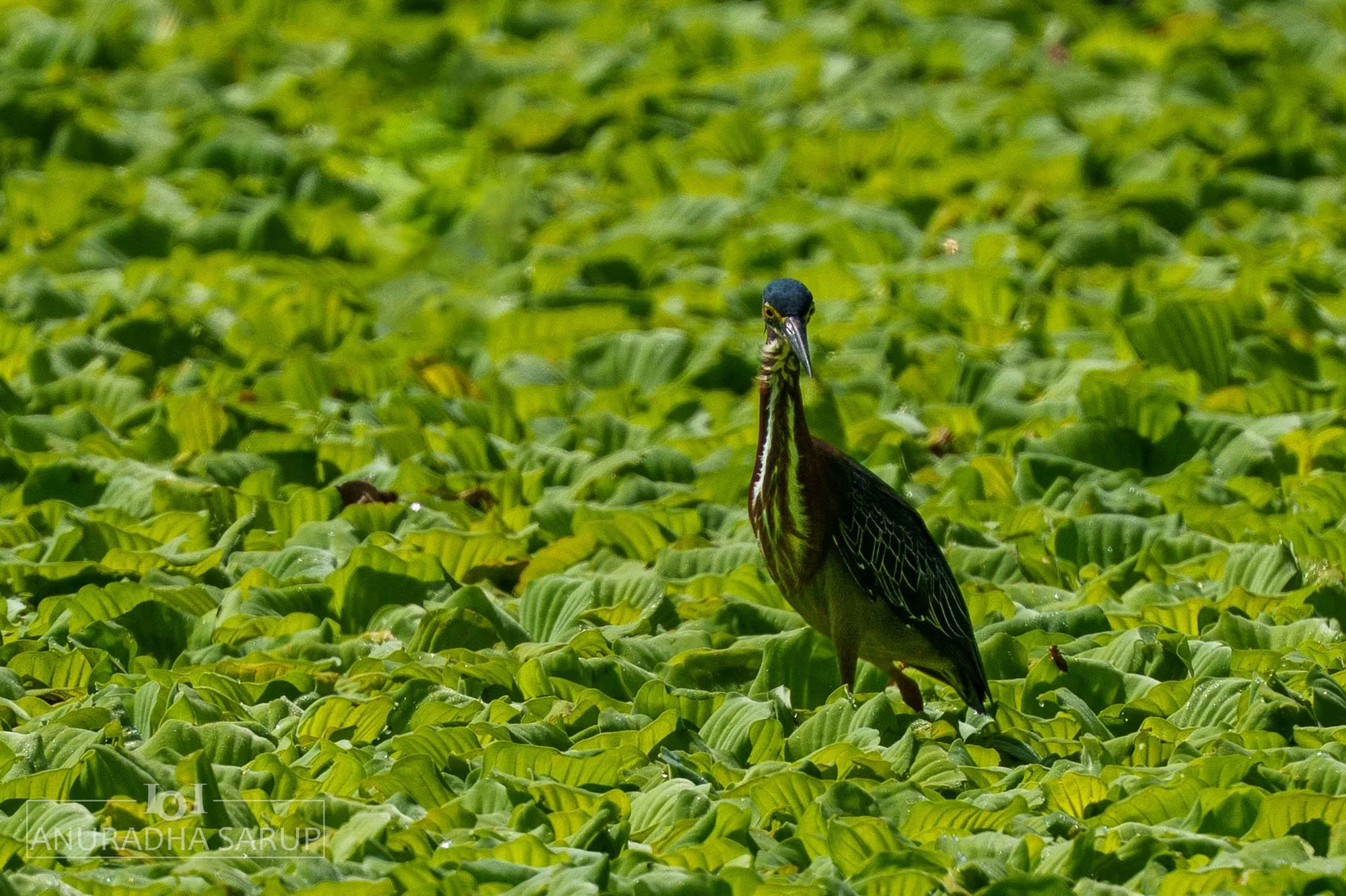 Green Heron