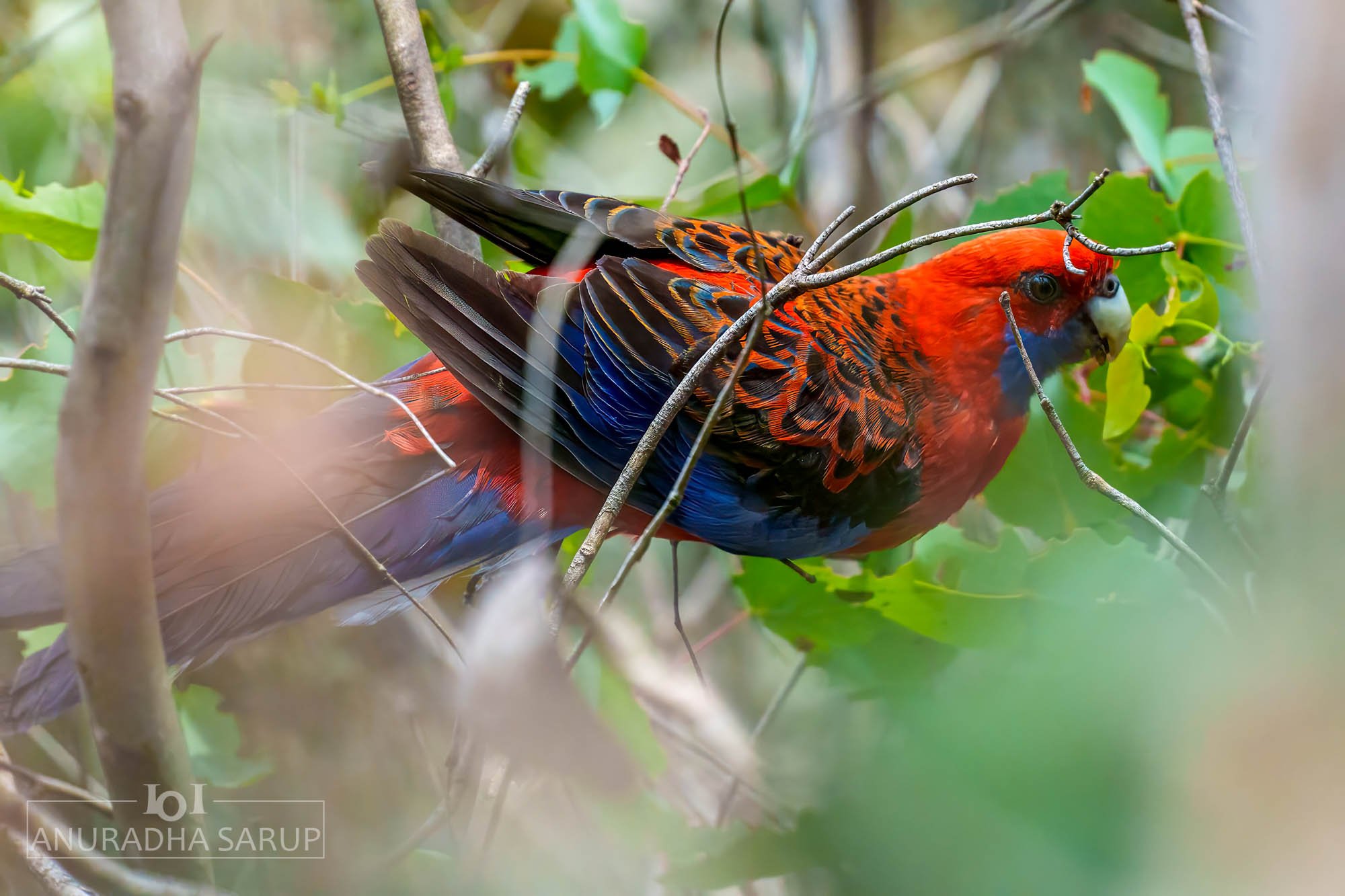 Crimson rosella